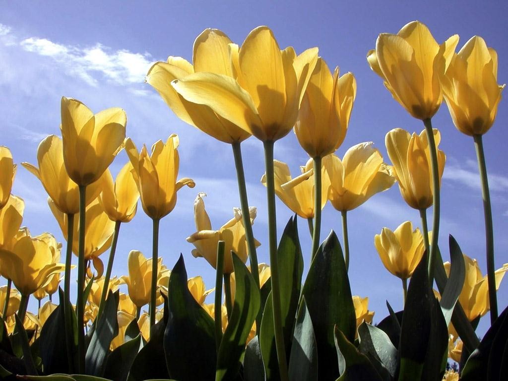 Yellow Tulip Flowers Beautiful Flower Wallpaper Mac - 荷花 壁纸 , HD Wallpaper & Backgrounds