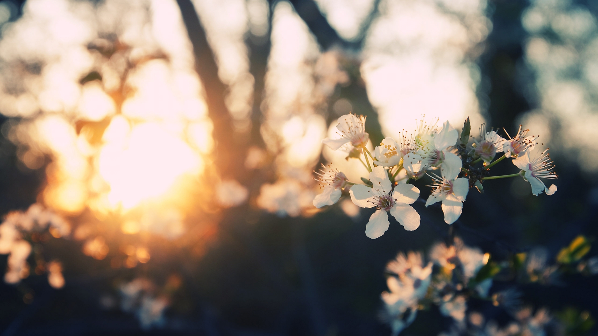 Spring Wallpapers - Sun Hd , HD Wallpaper & Backgrounds