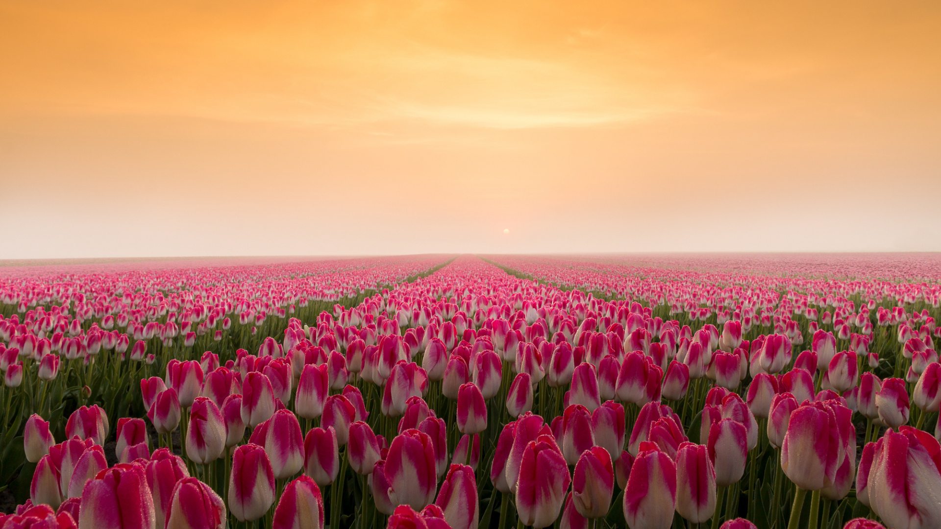 Tulip, Tulips, Meadow, Flower, Spring Wallpaper In - Wallpaper , HD Wallpaper & Backgrounds