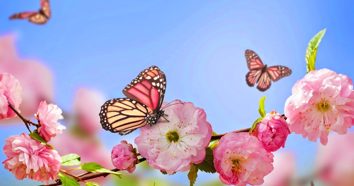 Butterflies Pink In Nature , HD Wallpaper & Backgrounds