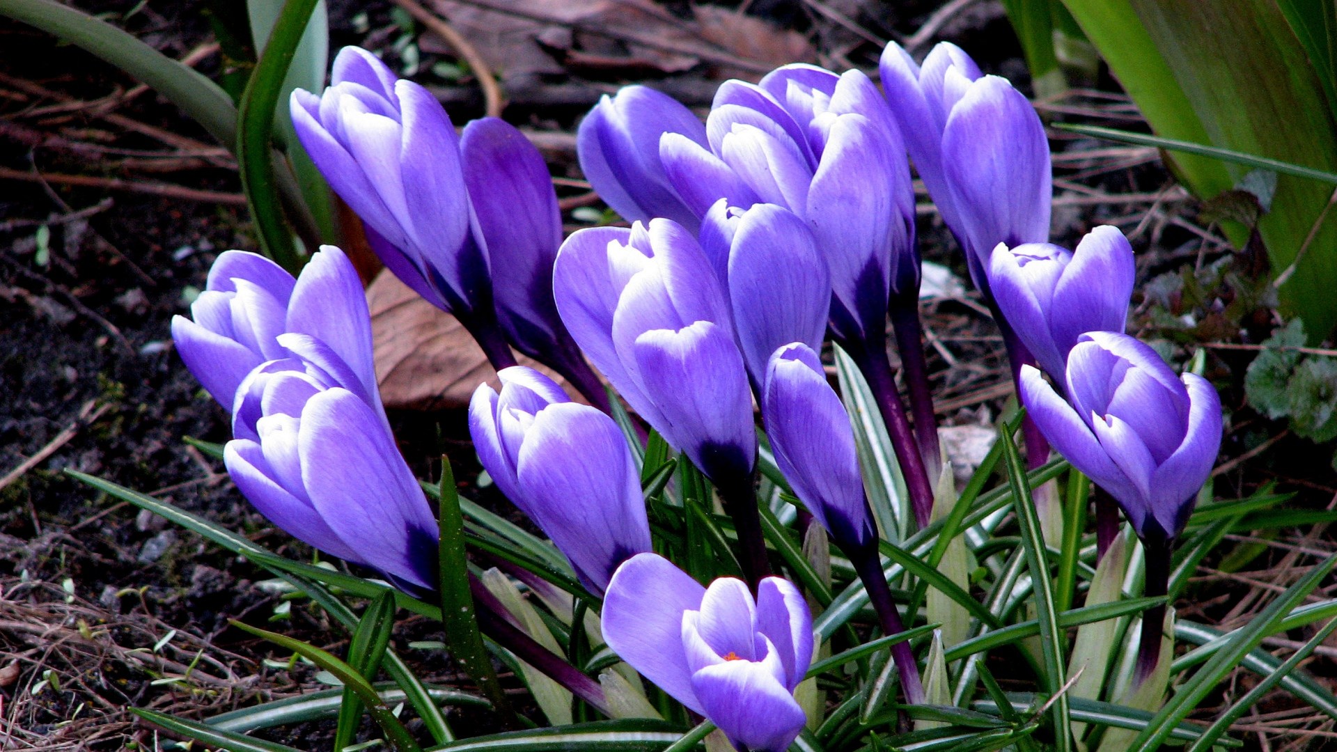 Hd Hintergrundbilder Krokus Gras Erde Fr 252 Hling - Crocus , HD Wallpaper & Backgrounds