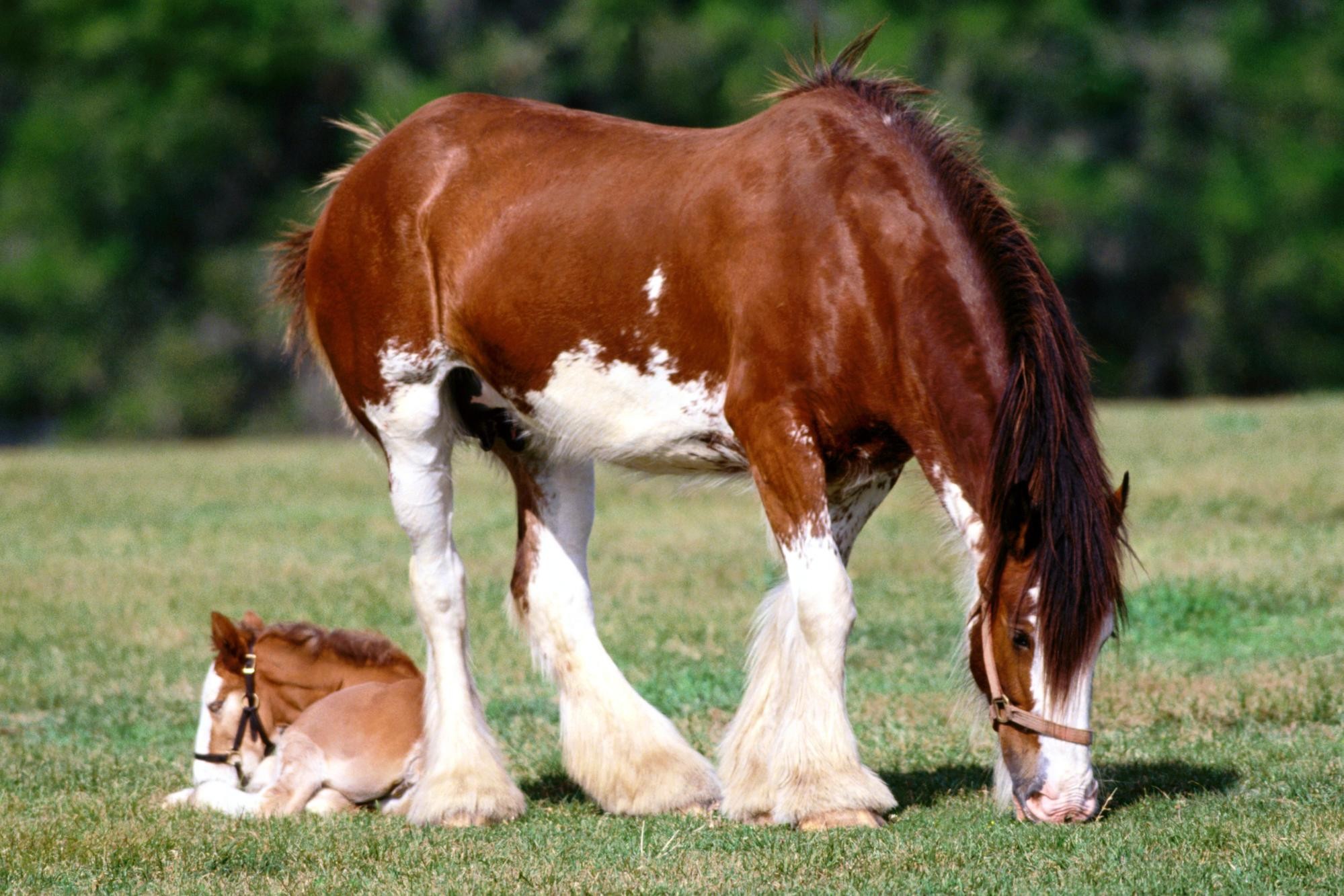 Fr Hlings Sonne Beauty Cool Pretty Pictures Animals - Clydesdale Mare And Foal , HD Wallpaper & Backgrounds