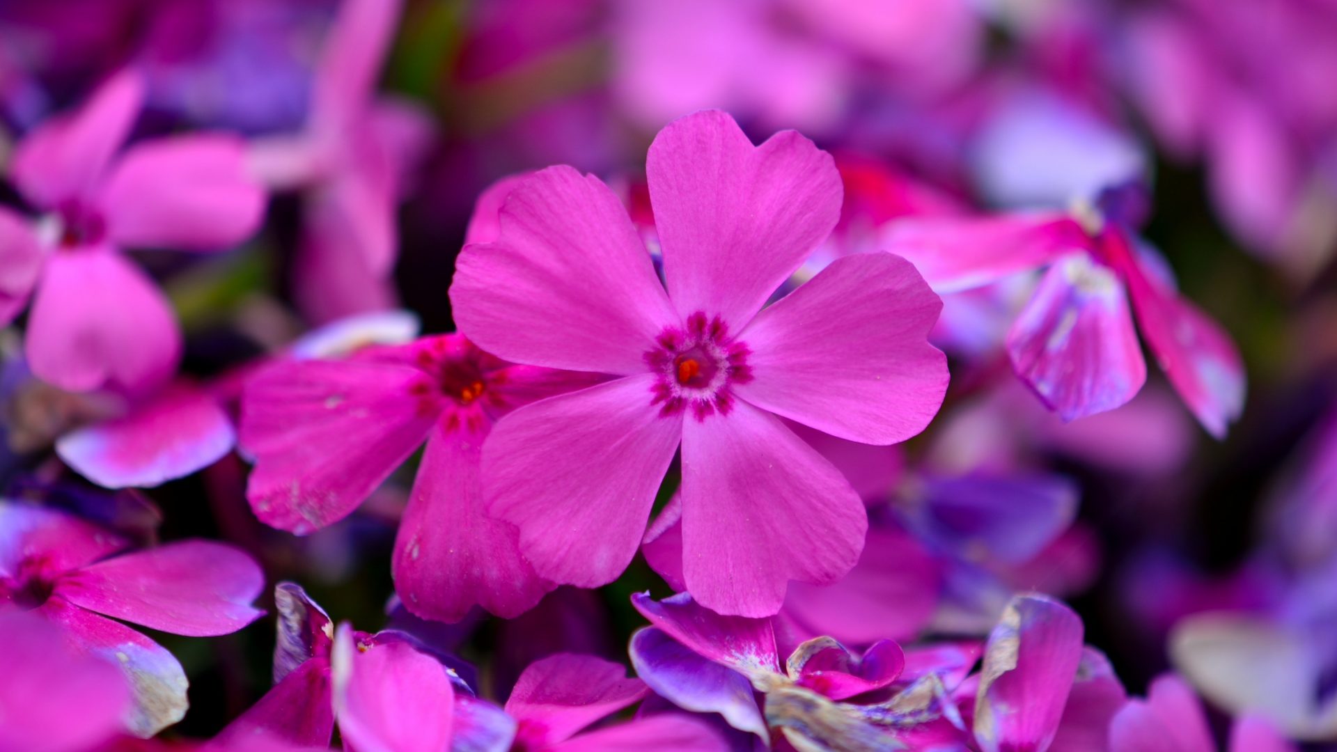 Springtime Wallpaper - Aubretia , HD Wallpaper & Backgrounds