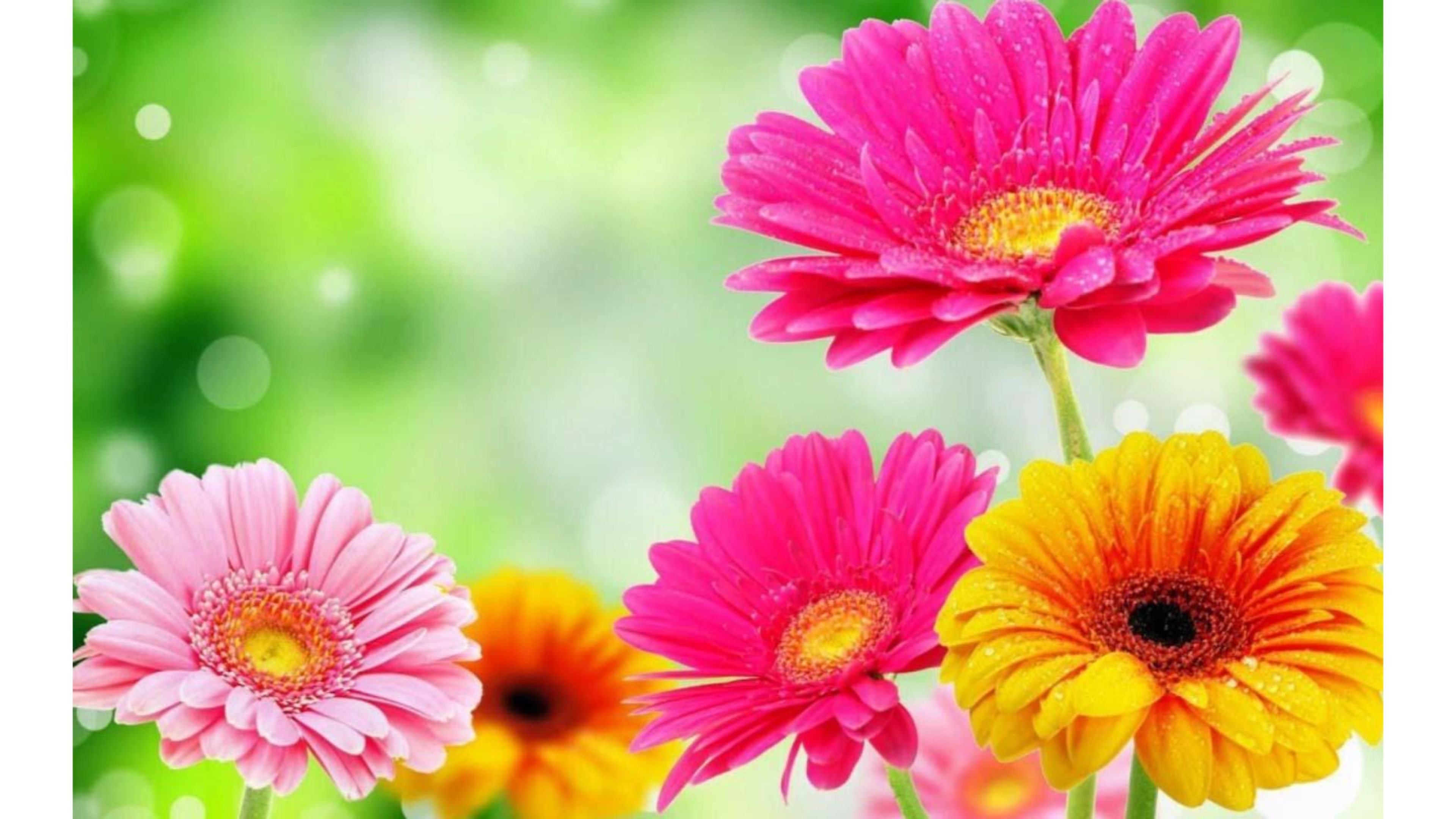 Beautiful Spring Wallpaper Hd - Spring Flowers , HD Wallpaper & Backgrounds