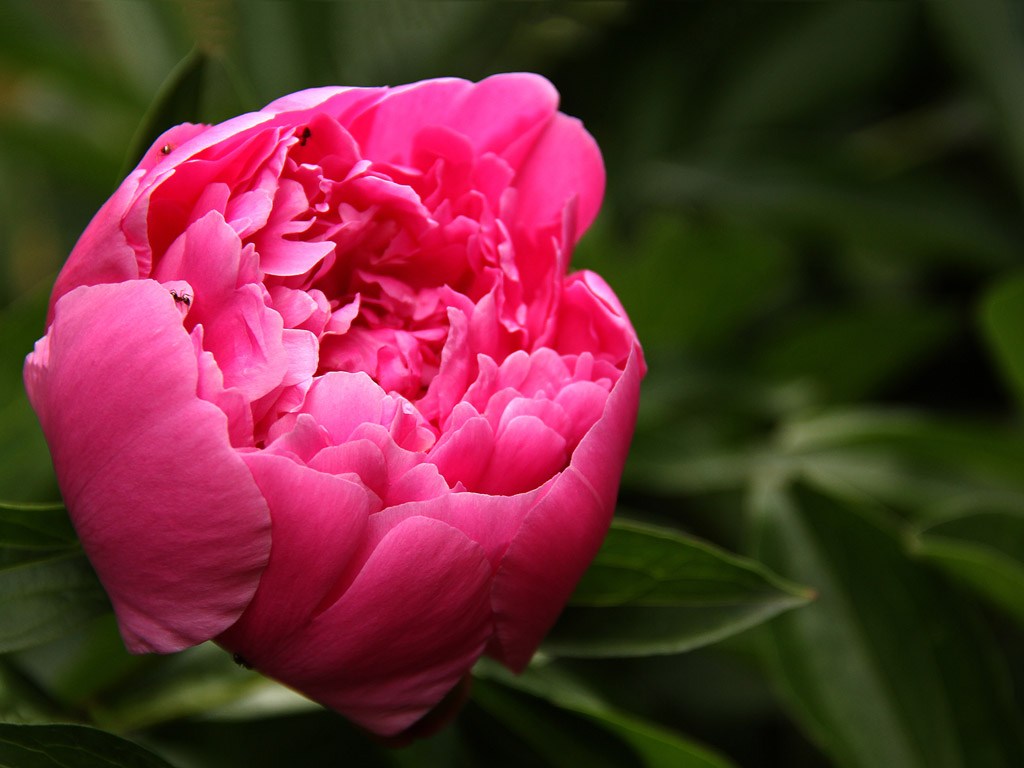 Pfingstrose 014 Kostenloses Fr Hling Hintergrundbild - Common Peony , HD Wallpaper & Backgrounds