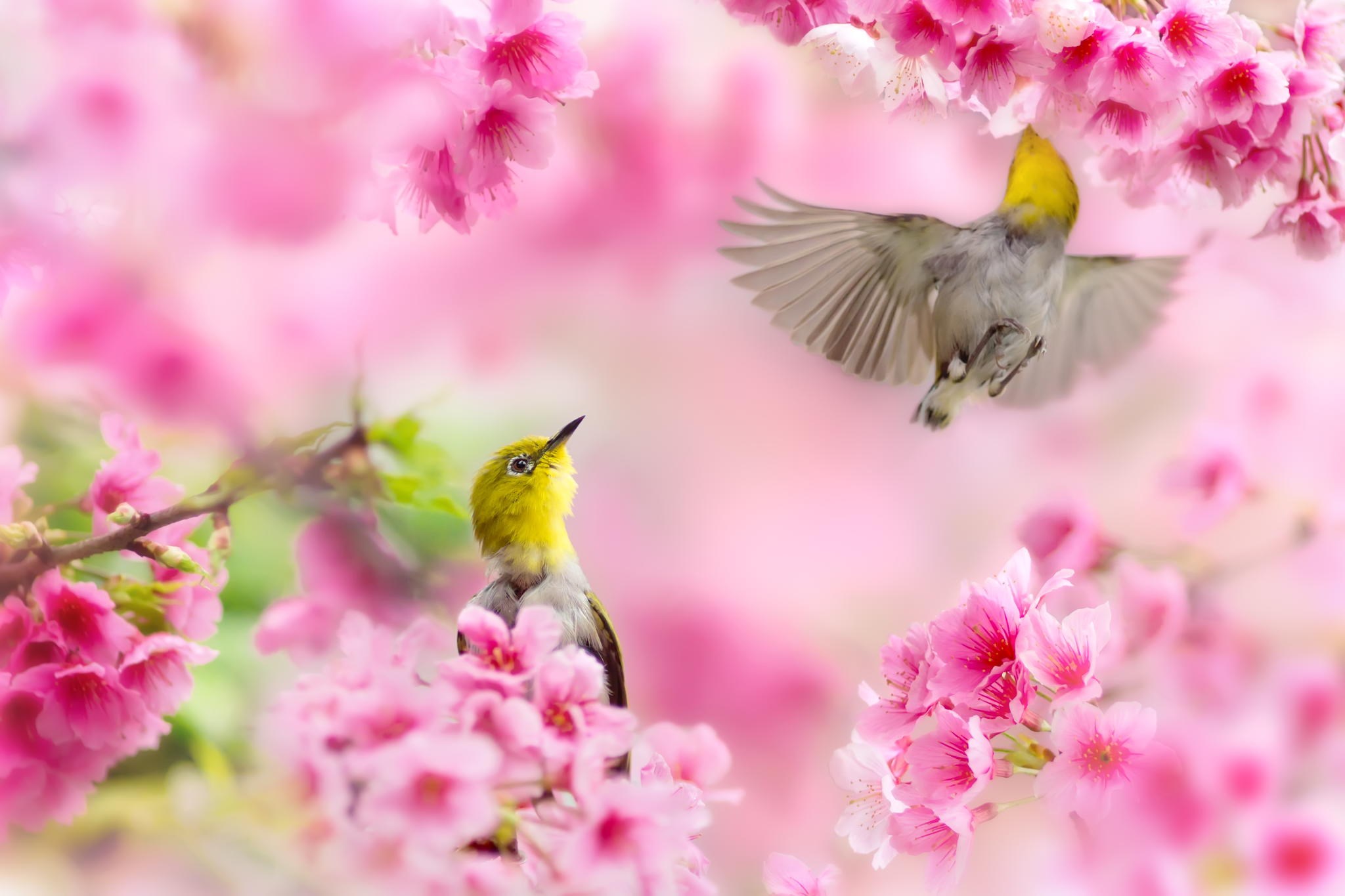 Free Spring Wallpapers Elegant Desktop Wallpaper Free Lovely