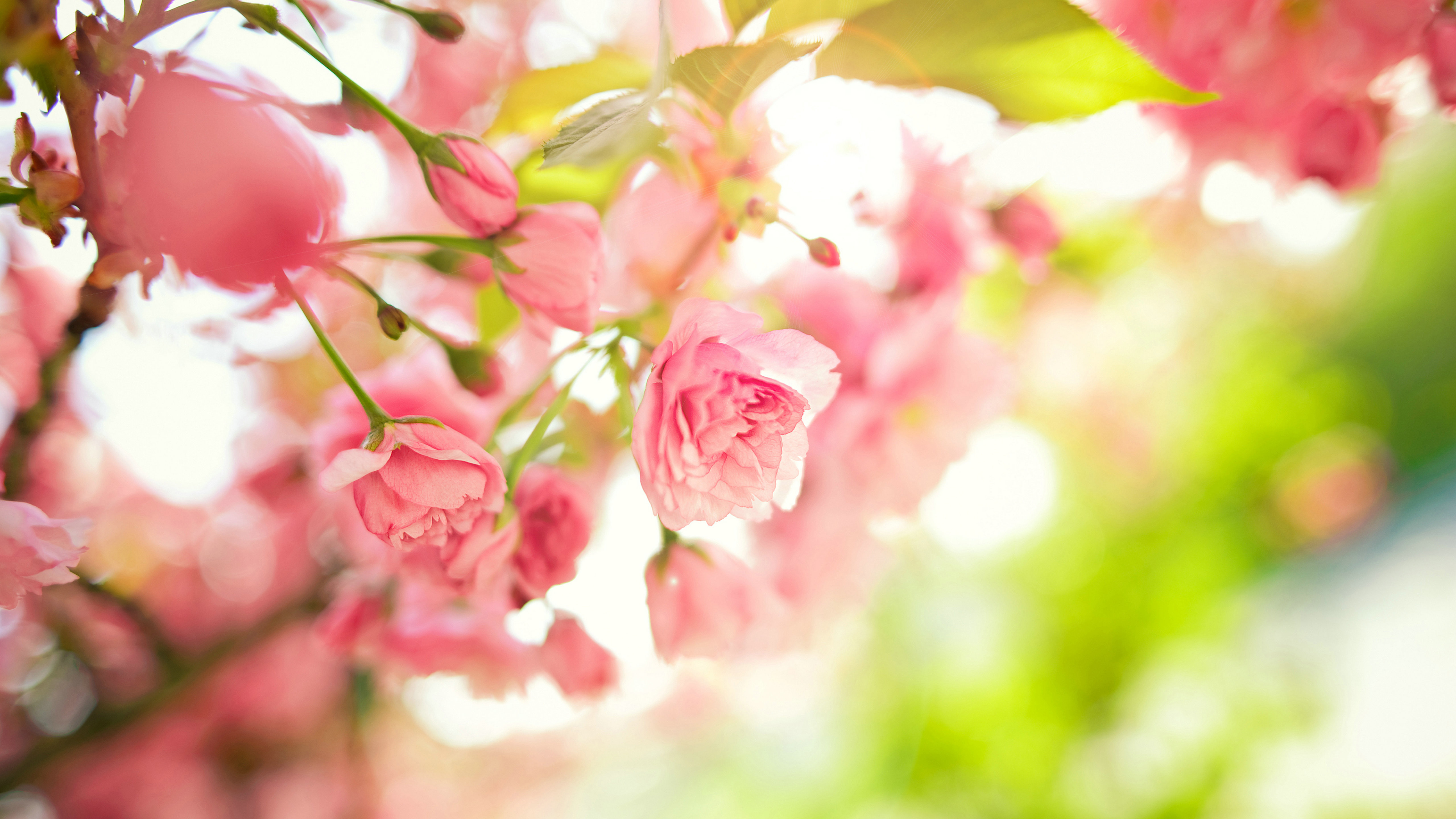Nature Spring - Best Wallpapers Spring , HD Wallpaper & Backgrounds