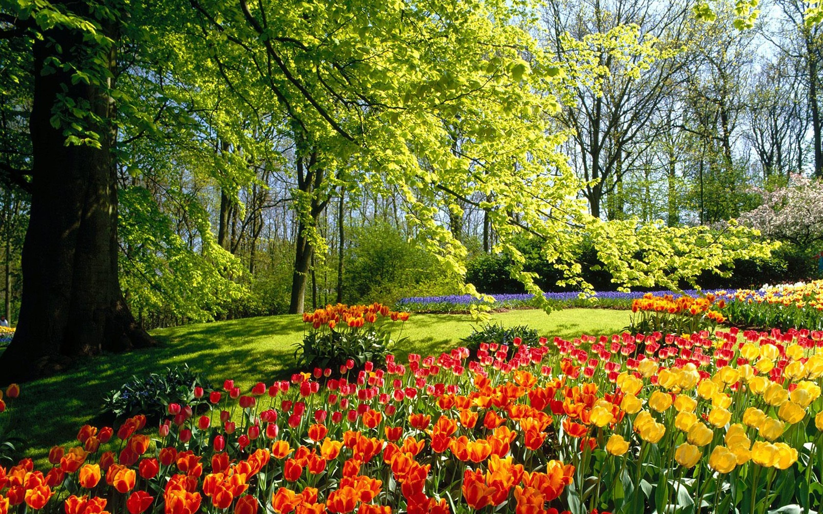 Spring Park Wallpaper Spring Nature Wallpapers - Keukenhof Gardens , HD Wallpaper & Backgrounds