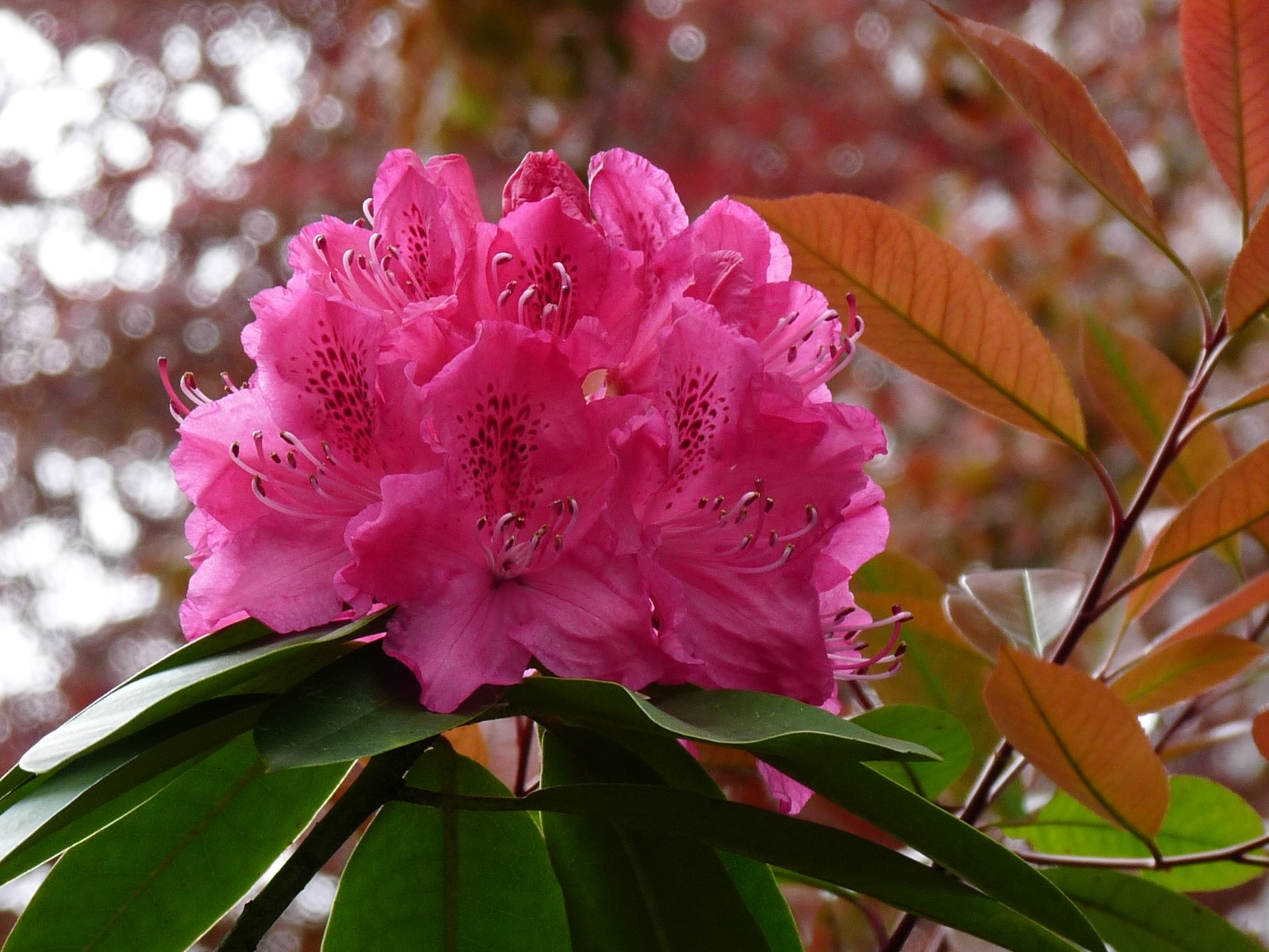 Pacific Rhododendron , HD Wallpaper & Backgrounds