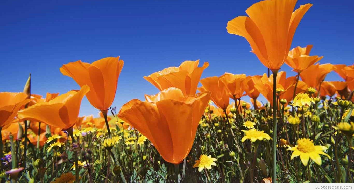 California Poppy , HD Wallpaper & Backgrounds