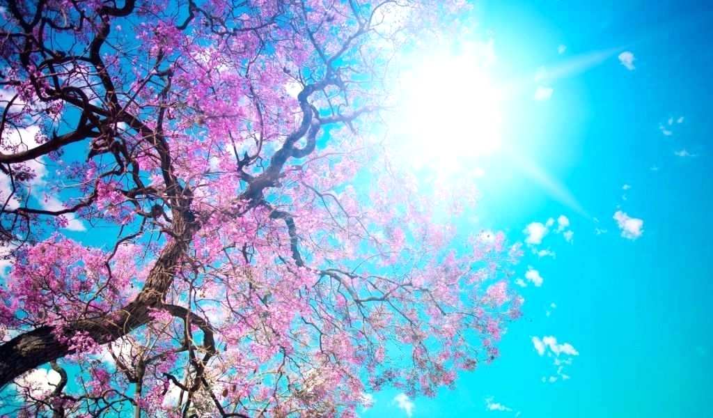 High Quality Hd Nature Images Spring Time Wallpapers - Cherry Blossom Tree Sun , HD Wallpaper & Backgrounds