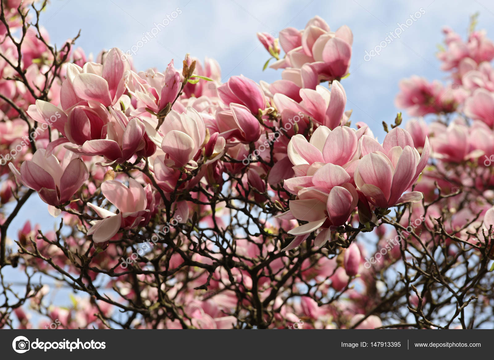 Lente Seizoen Wallpaper Achtergrond Stockfoto - Magnolia Fond D Écran , HD Wallpaper & Backgrounds