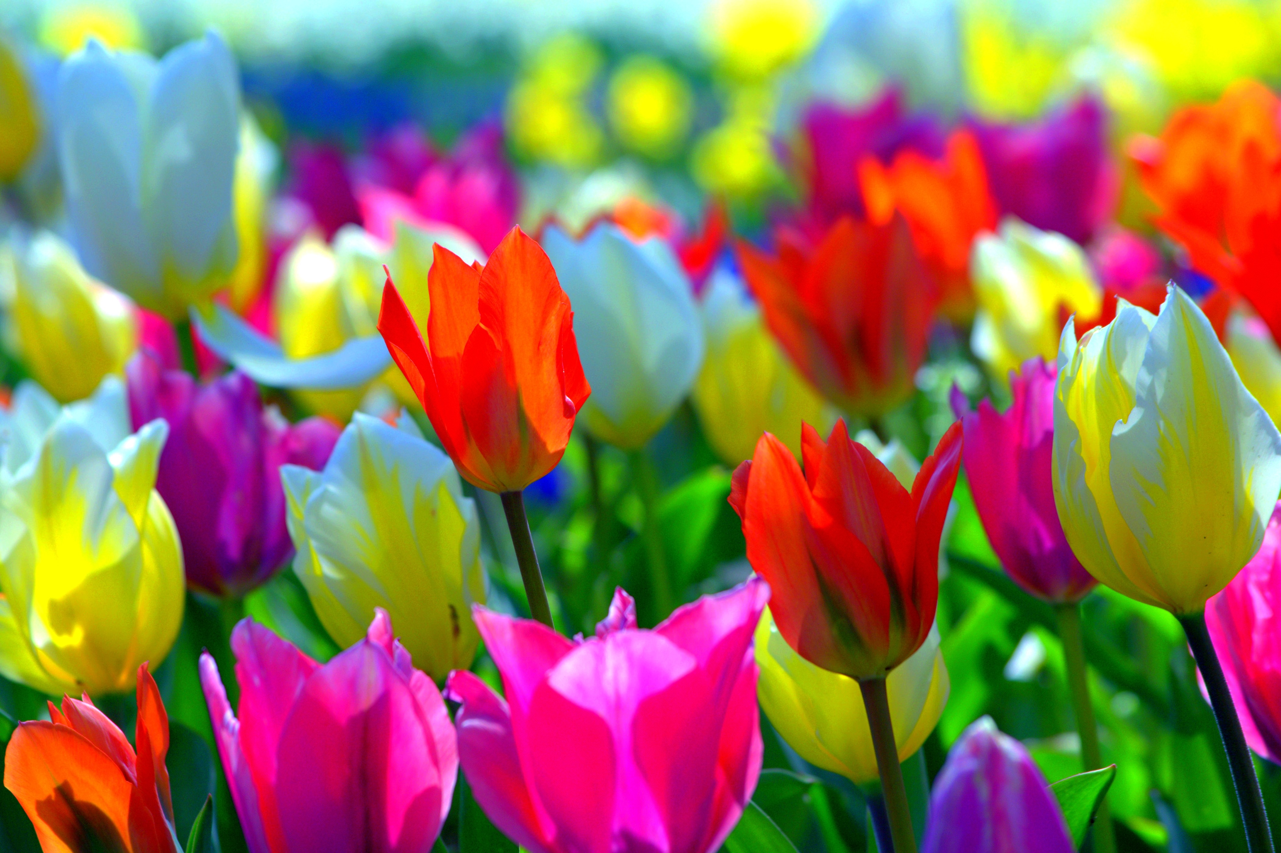 Spring Colorful Wallpapers Tulips Desktop Wallpapers - Spring Desktop Wallpaper Tulips , HD Wallpaper & Backgrounds