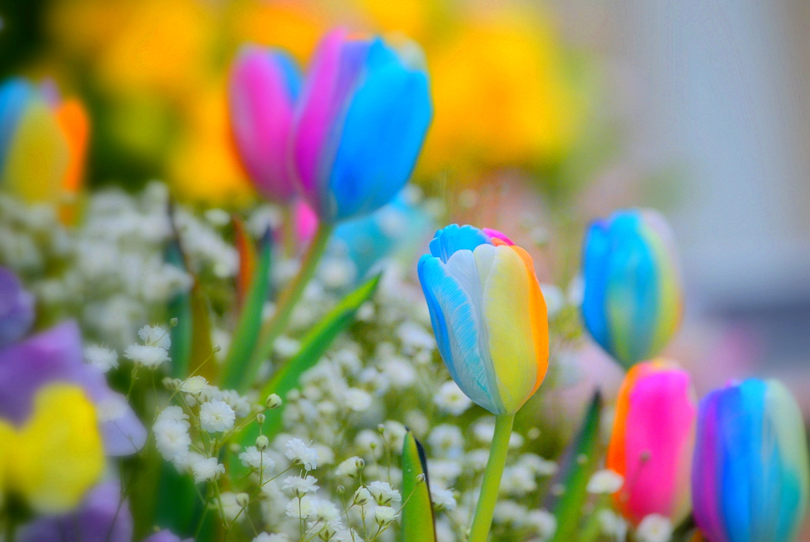 Wallpaper Spring , HD Wallpaper & Backgrounds