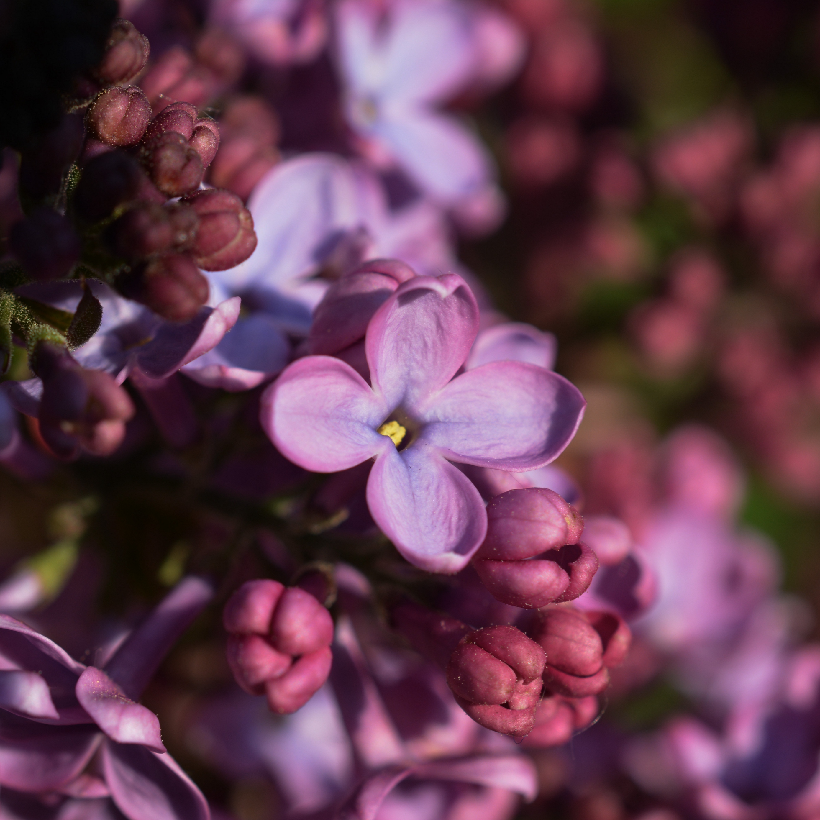 Wallpaper Lilac, Inflorescence, Spring - Фон Весна На Айфон 10 , HD Wallpaper & Backgrounds