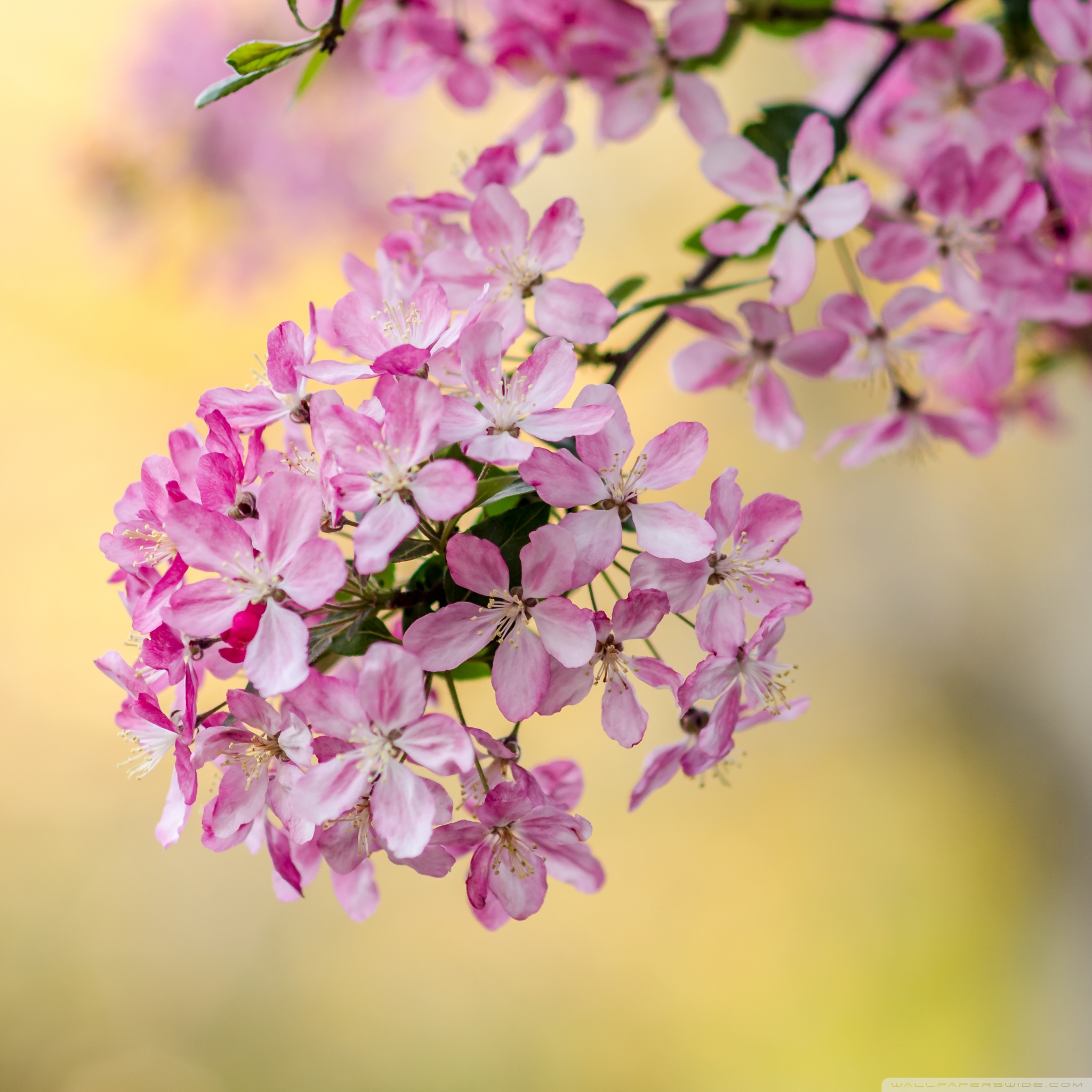 Hd Spring Wallpapers For Desktop - Android New Beautiful Wallpapers Hd , HD Wallpaper & Backgrounds
