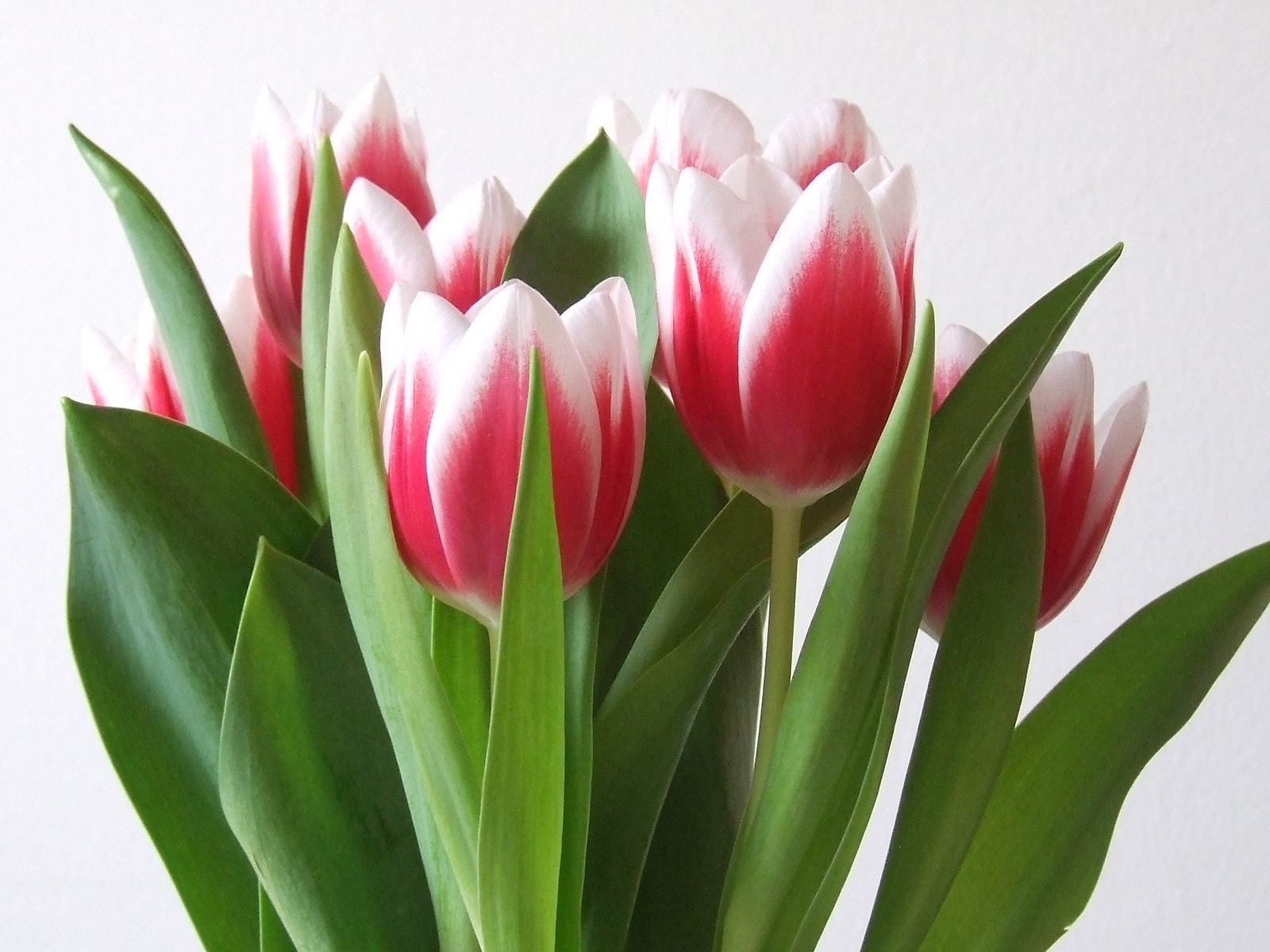 Wallpaper Tulips, Flowers, Bouquet, Colorful, Spring - Tulips With White Background , HD Wallpaper & Backgrounds