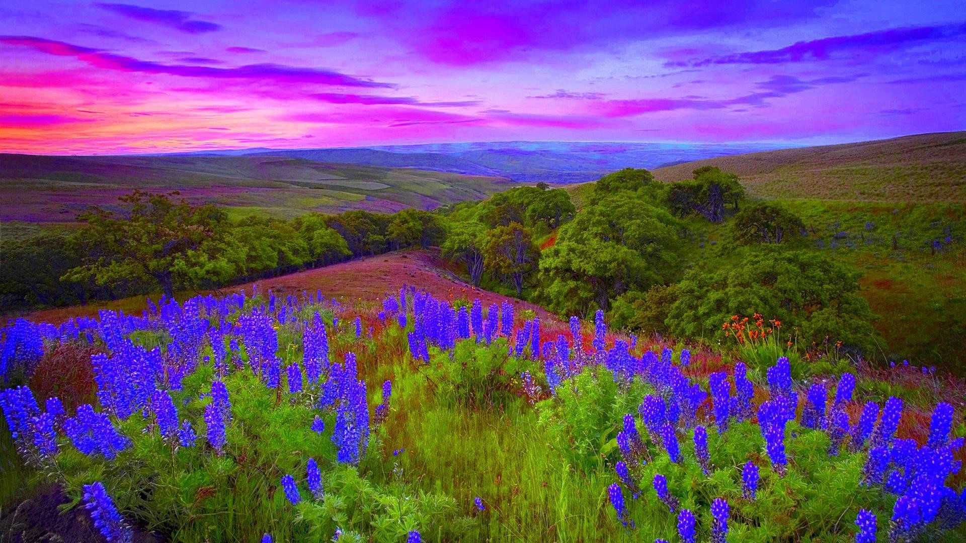 Wild Clouds Colors Flowers Colored Lupins Spring Sunrise - English Lavender , HD Wallpaper & Backgrounds