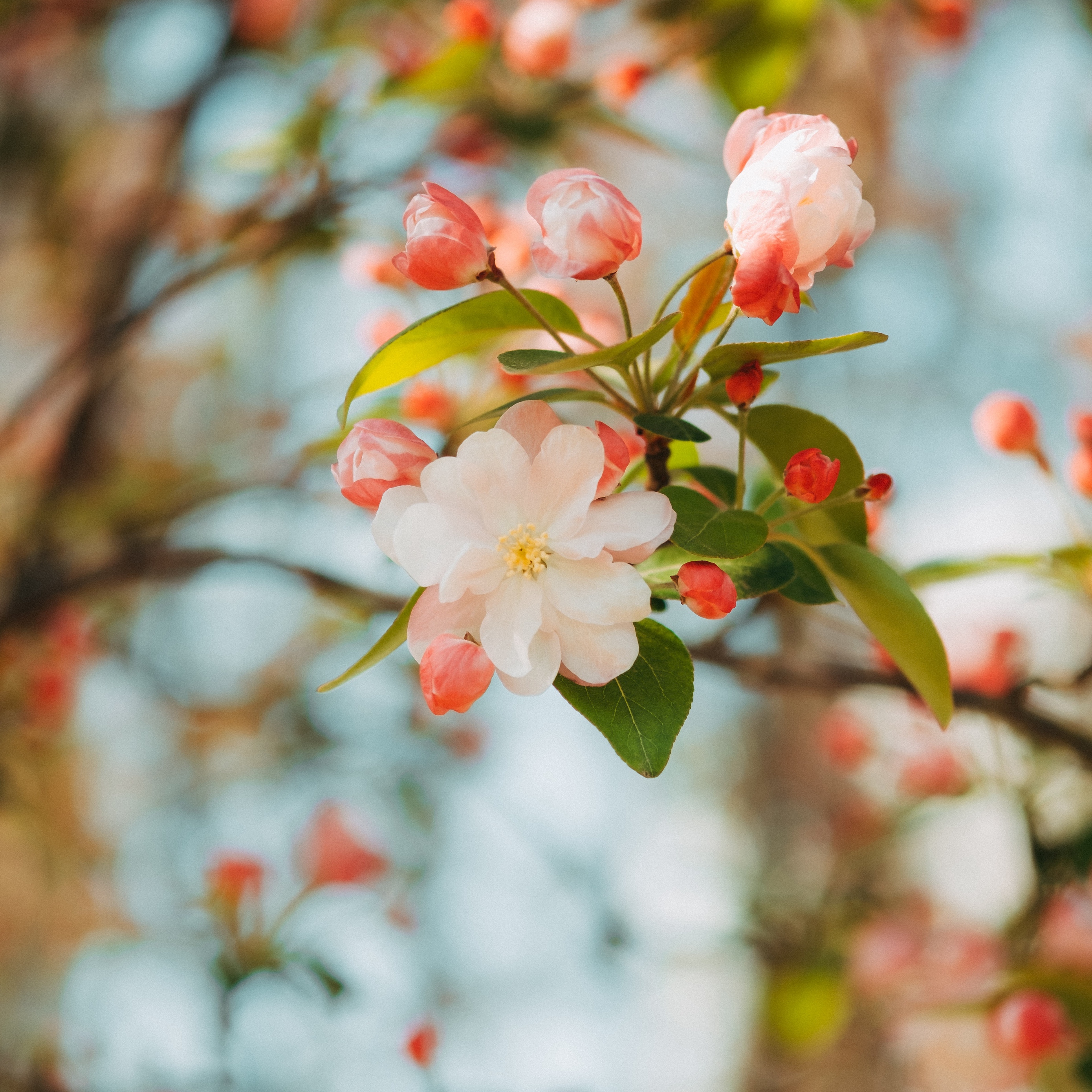 Wallpaper Flower, Apple, Branch, Pink, Gentle, Blooms, - Wallpaper , HD Wallpaper & Backgrounds