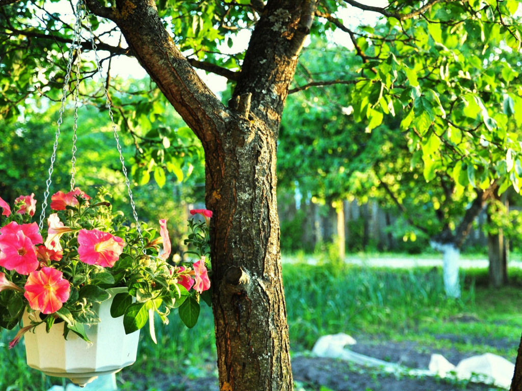 Tree, Shrubland, Branch, Flower, Spring Wallpaper In - Branch , HD Wallpaper & Backgrounds