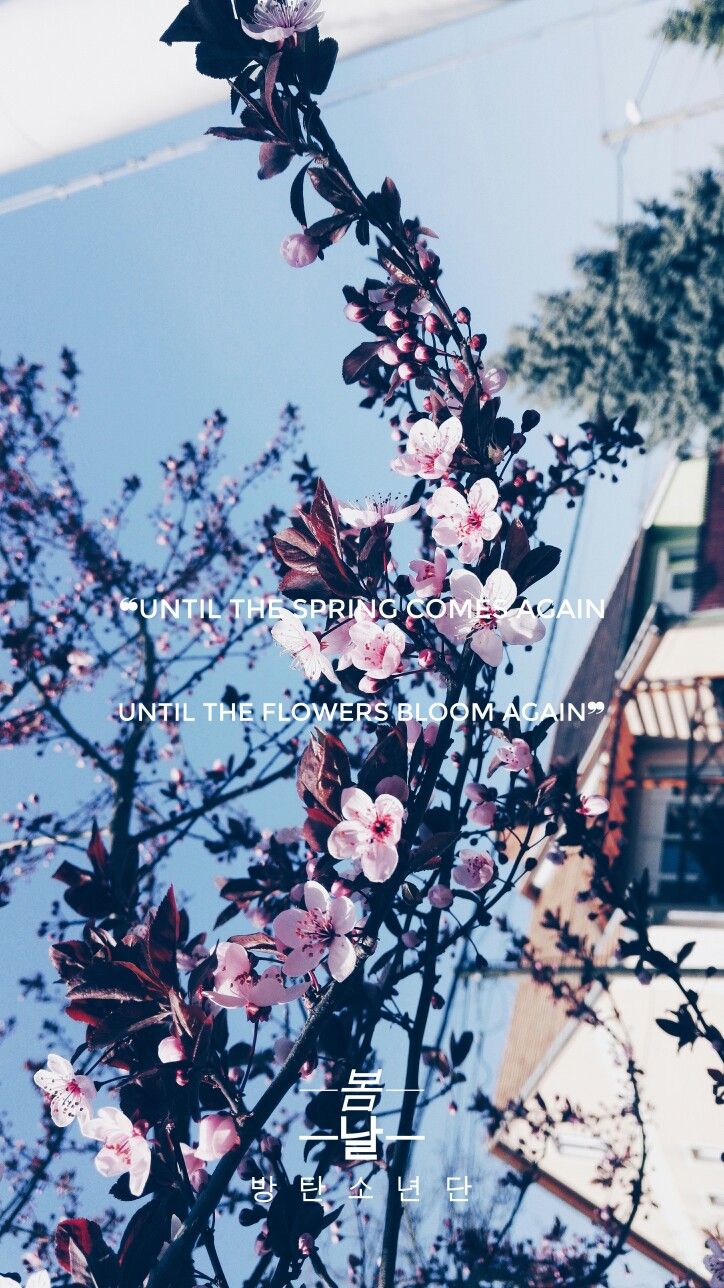 Bts Spring Day Lyrics Bts Spring Day Lyrics, Lock Screen - Cherry Blossom Bts Spring Day , HD Wallpaper & Backgrounds