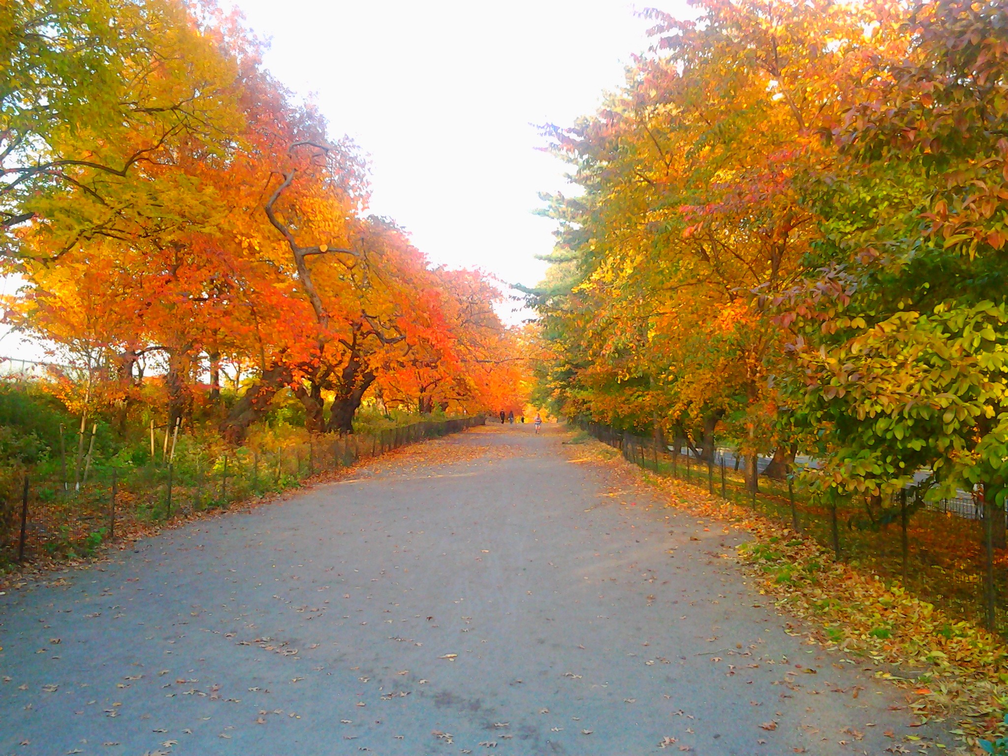 Fall Central Nature Road Trees Colors Park Spring Forest - Autumn , HD Wallpaper & Backgrounds