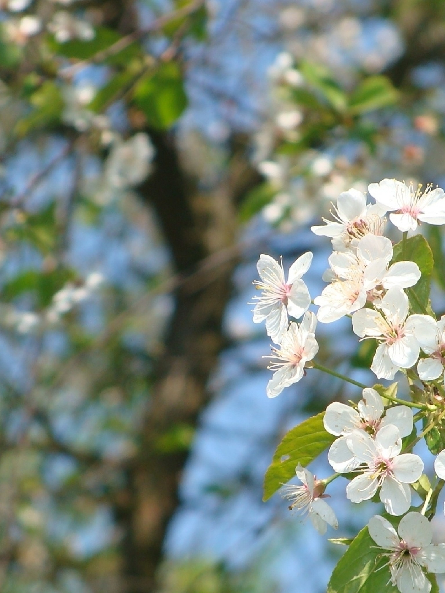White Spring Flowers, Bloom, Branches, Tree - Cherry Blossom , HD Wallpaper & Backgrounds