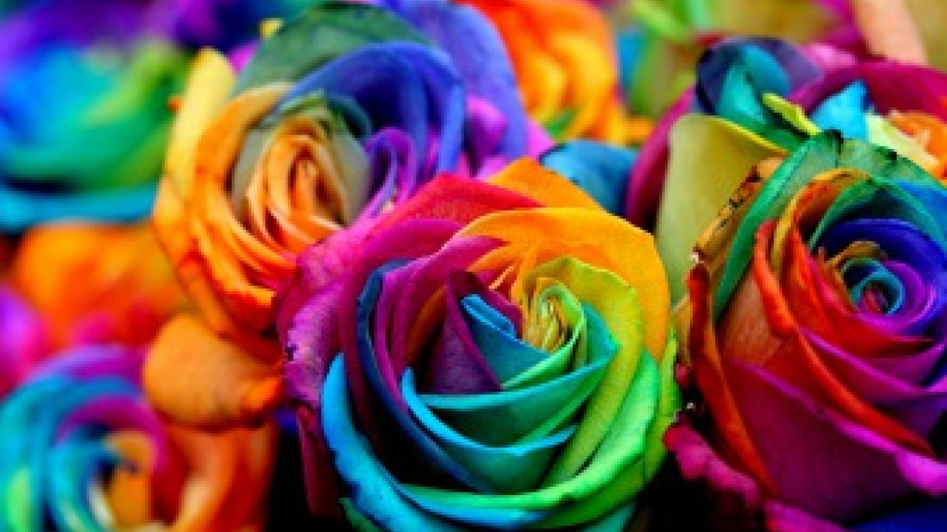 Roses Flowers Colors Spring Wallpaper Flower Hd Free - Rainbow Rose , HD Wallpaper & Backgrounds