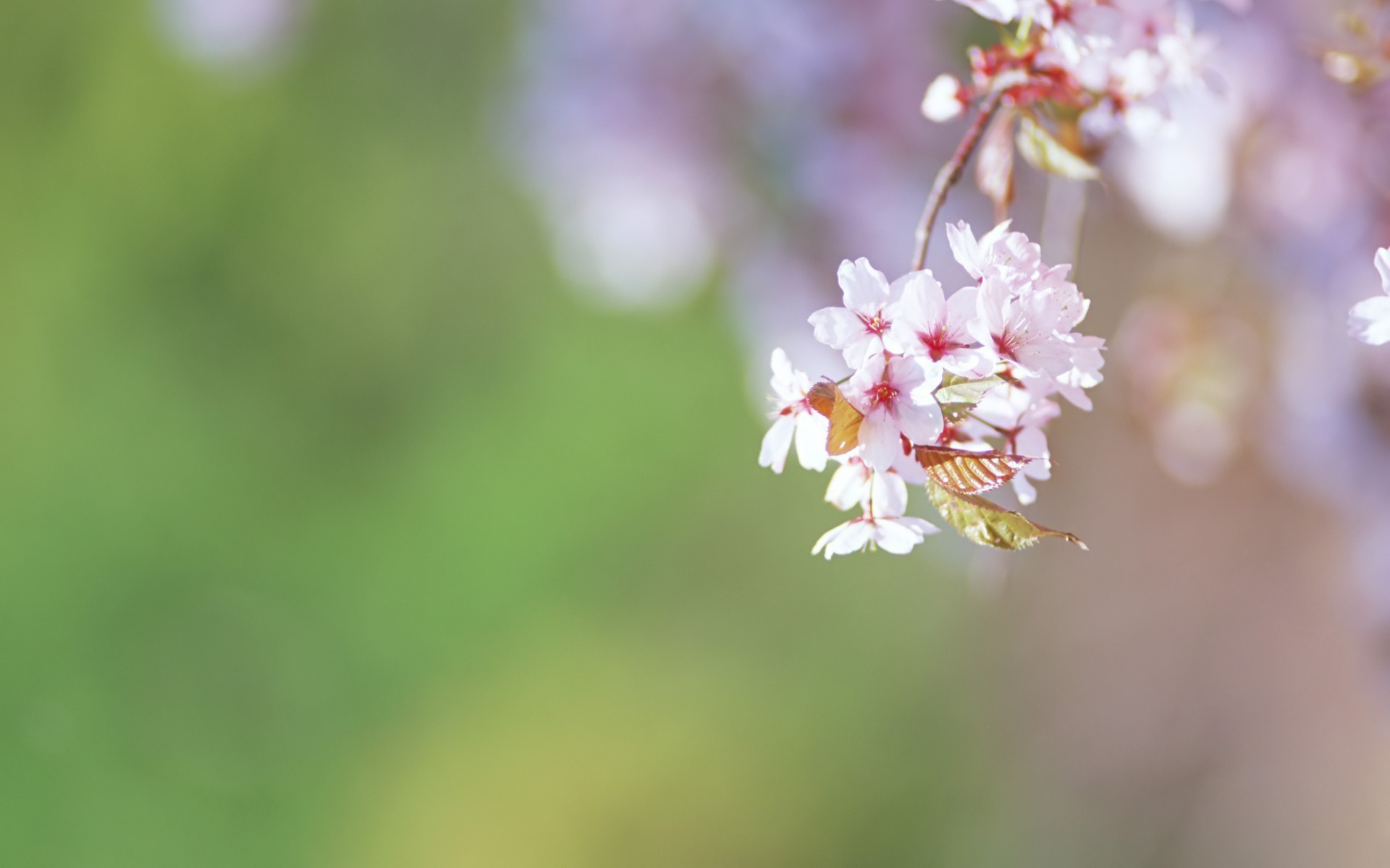 Spring Flowers Desktop Wallpaper - Desktop Flower Background , HD Wallpaper & Backgrounds