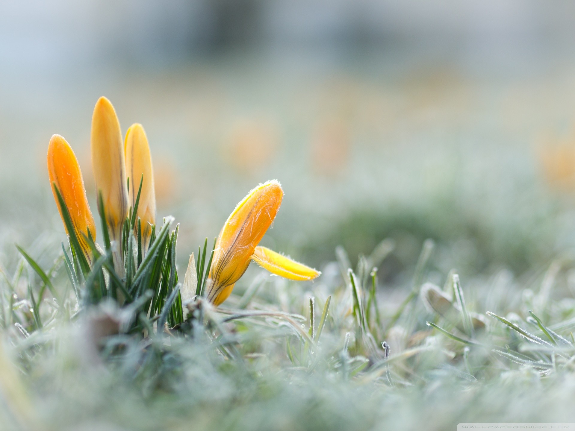 Early Spring Desktop Wallpaper O - Early Spring (#1871041) - HD