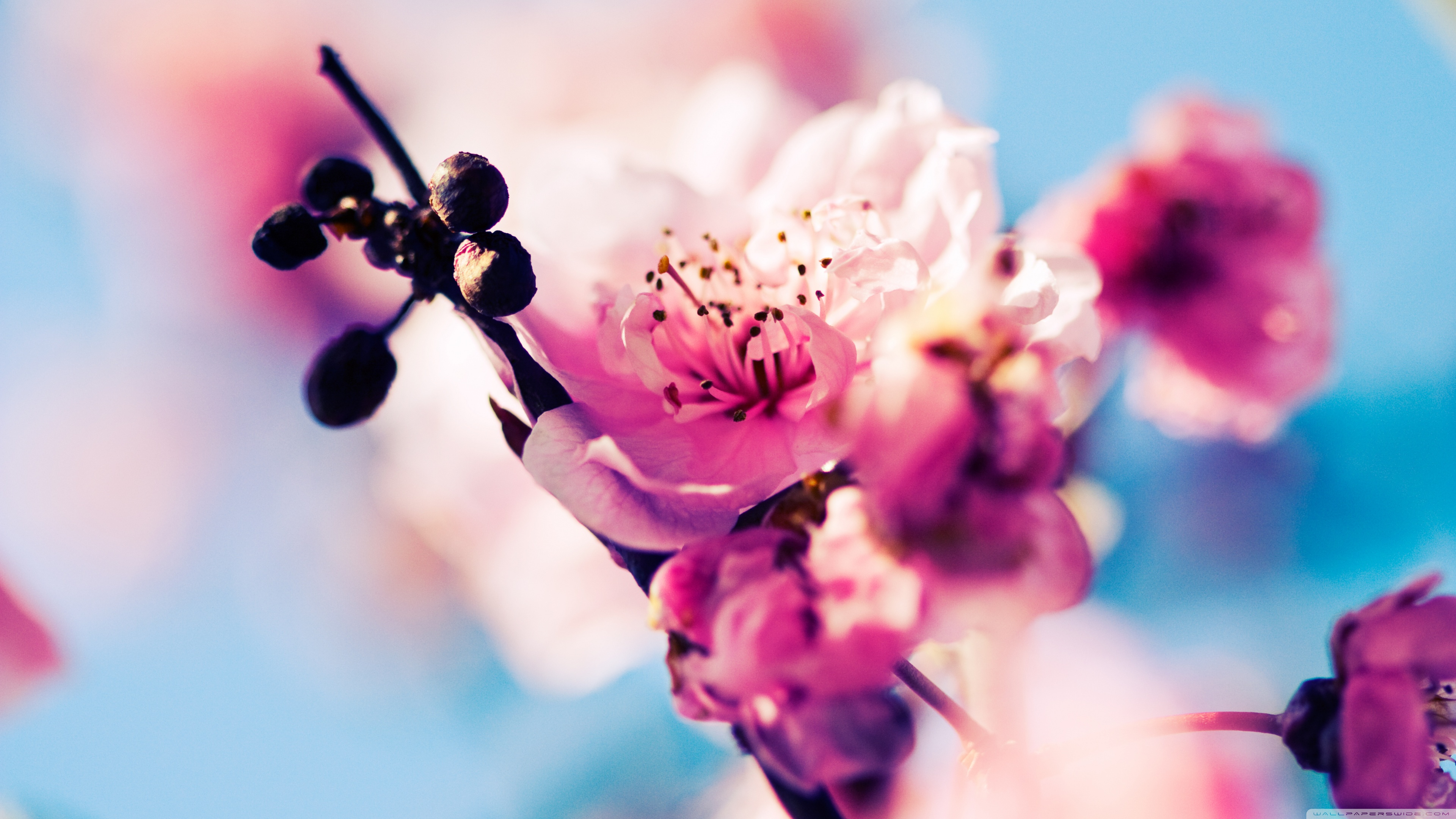 Early Spring Hd Wallpaper Backgrounds Download