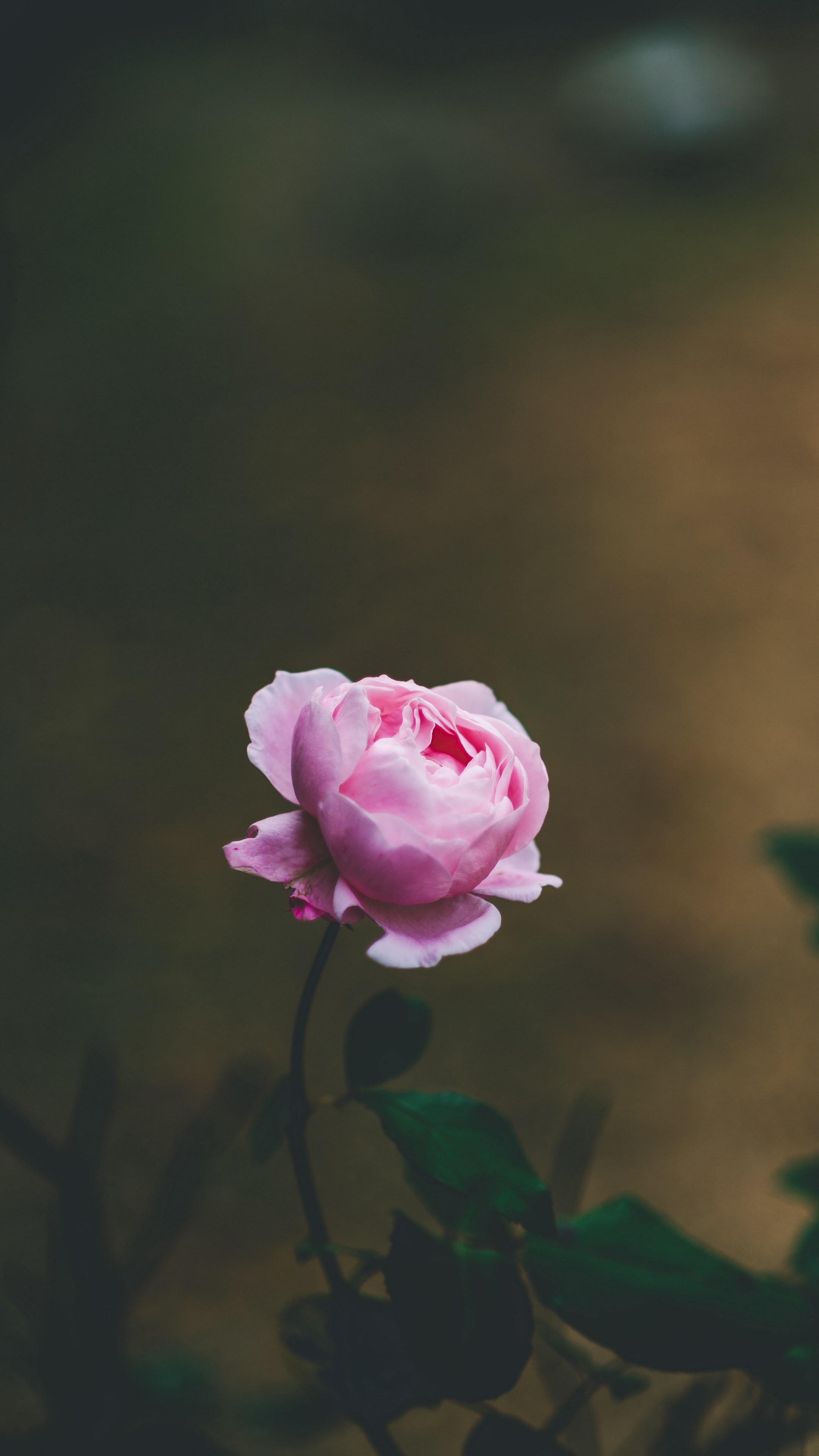 Download Wallpaper Rose, Flower, Light Pink, Blooms, Beautiful, Light