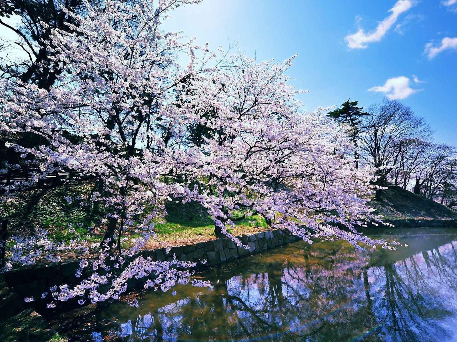 Early Spring Wallpaper - Japanese Cherry Trees Landscape , HD Wallpaper & Backgrounds