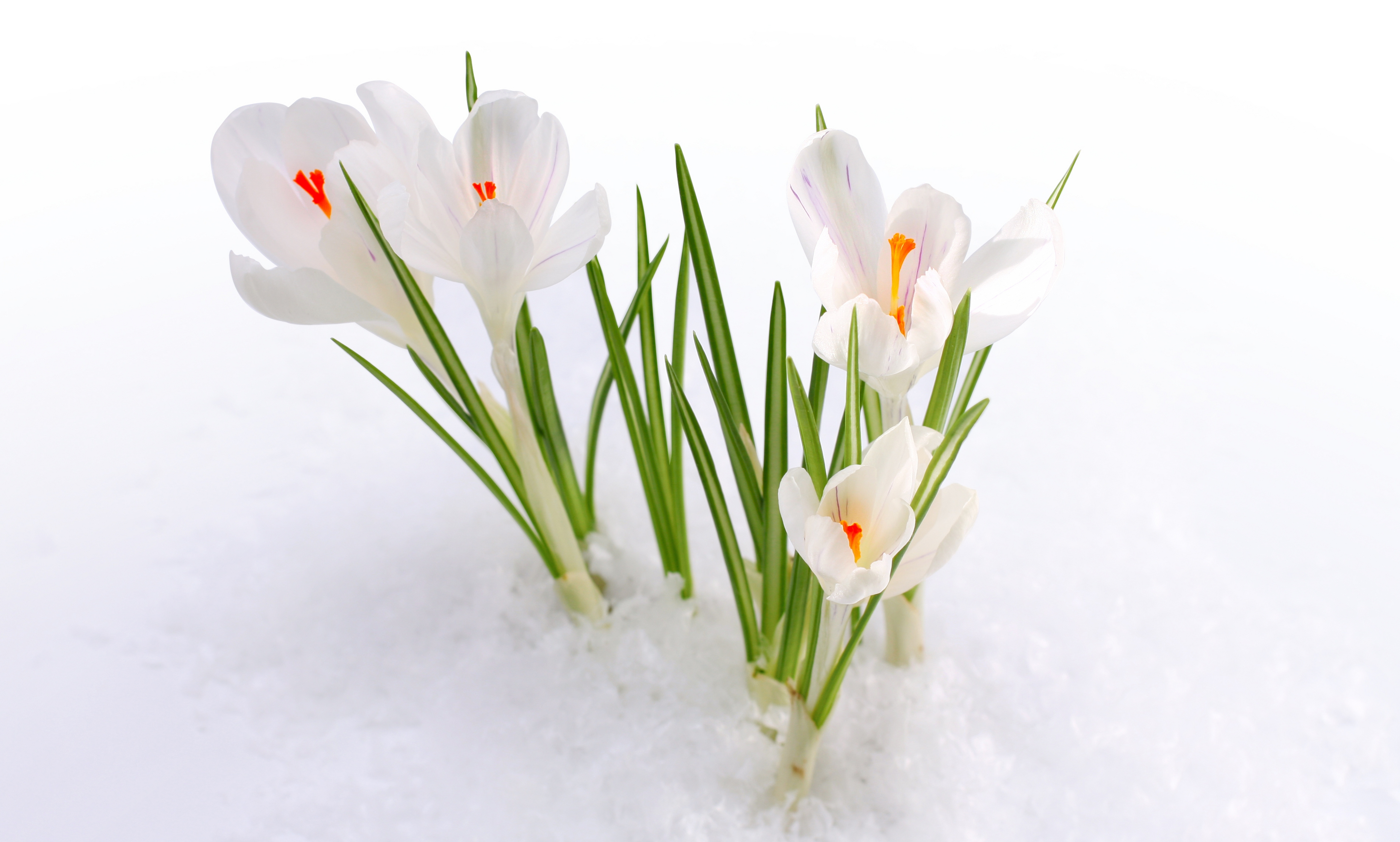Snow, Snowdrops, Spring Flowers, Early Spring Wallpapers - С 1 Днем Весны , HD Wallpaper & Backgrounds