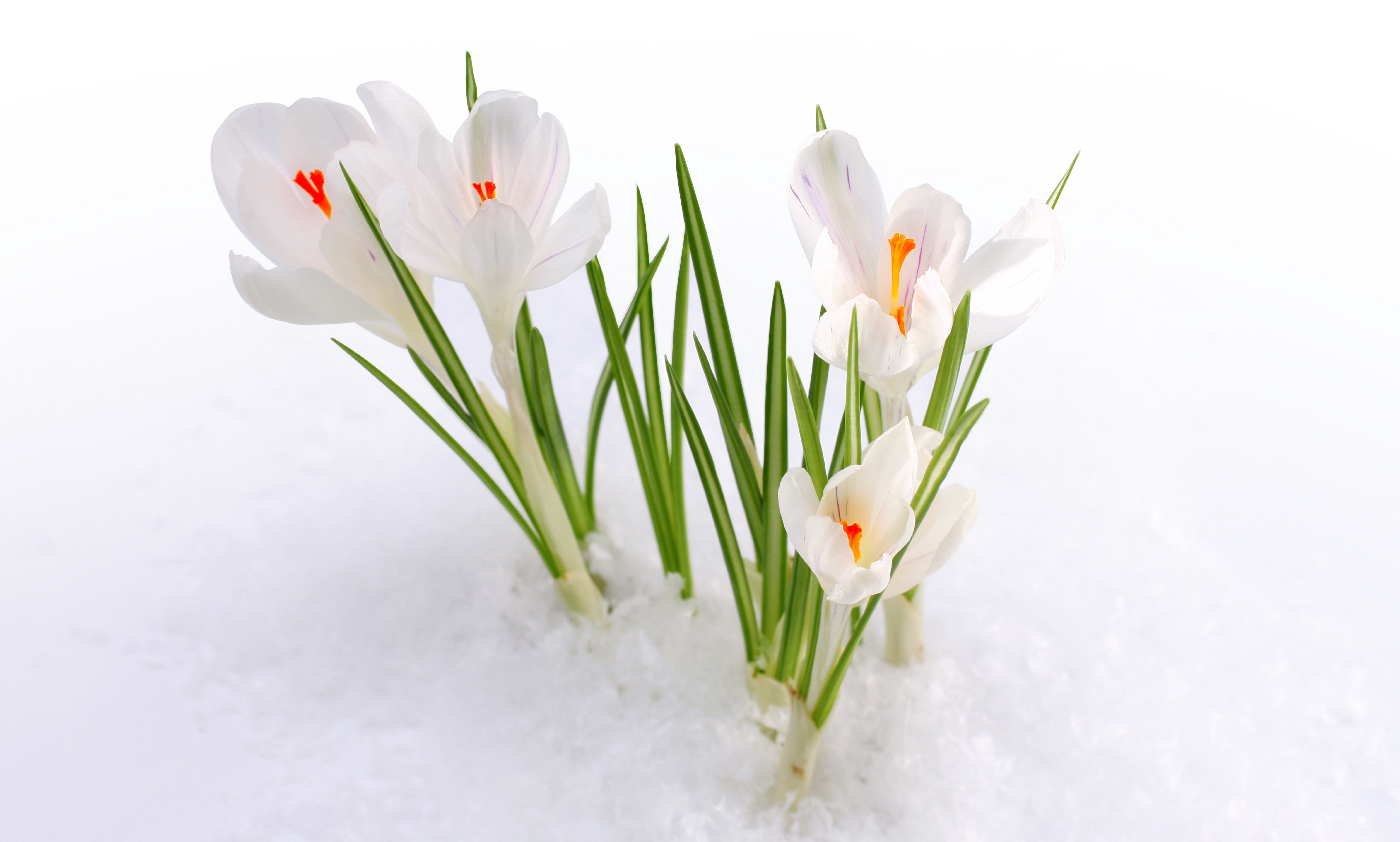 Snow Snowdrops Spring Flowers Early Spring Wallpapers S 1 Dnem Vesny Hd Wallpaper Backgrounds Download