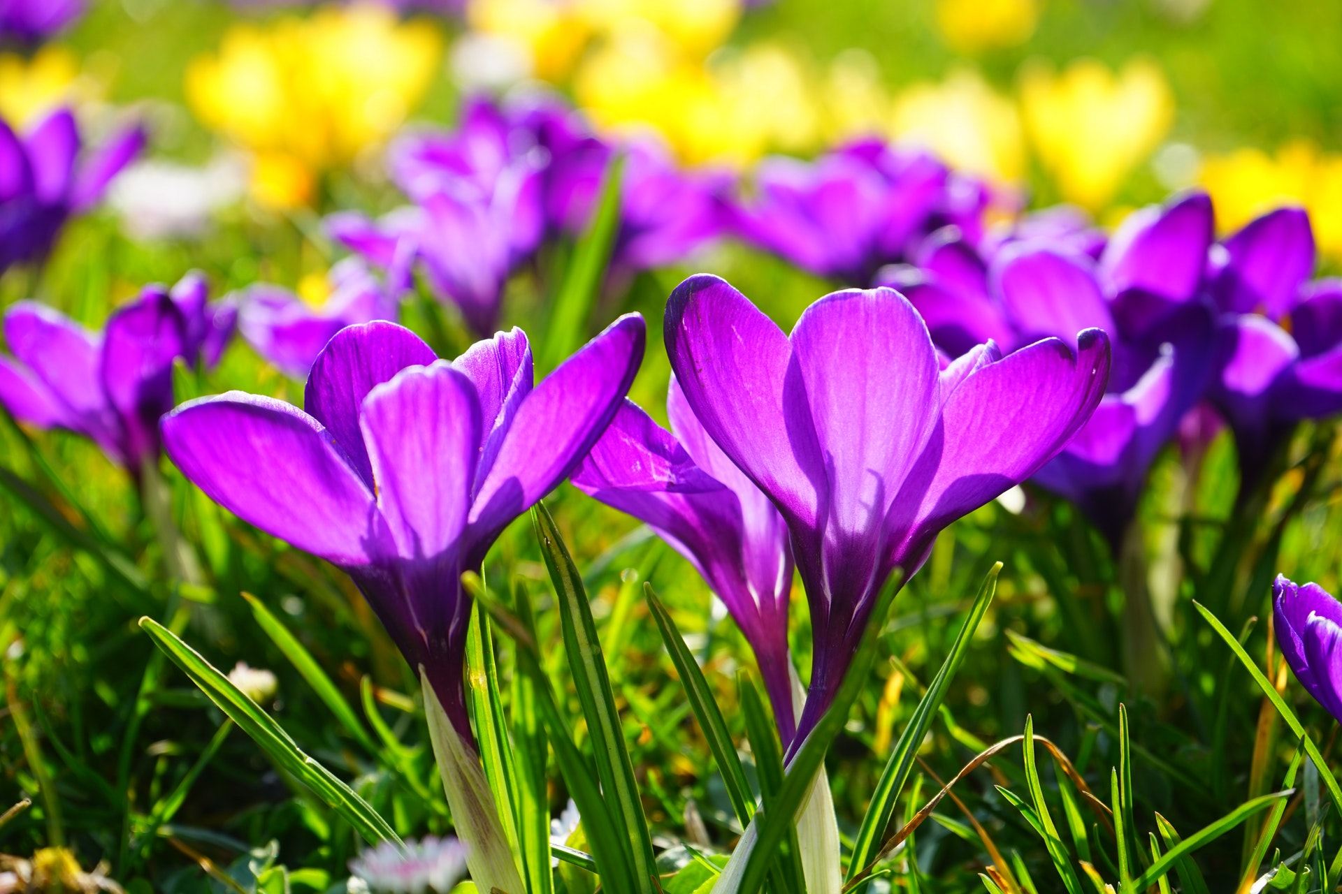 Beautiful Crocus Flower Spring Season Wallpaper - Flower In Spring , HD Wallpaper & Backgrounds