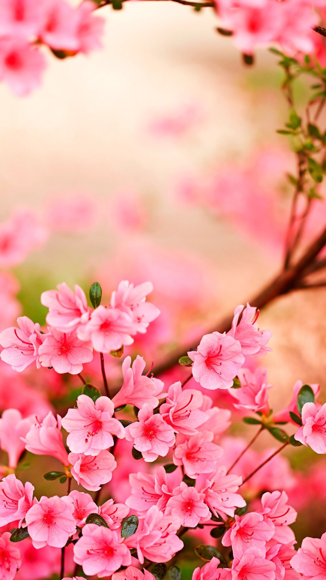 Spring Pink Flower Wallpapers - Wallpaper Cave, image size:1080x1920