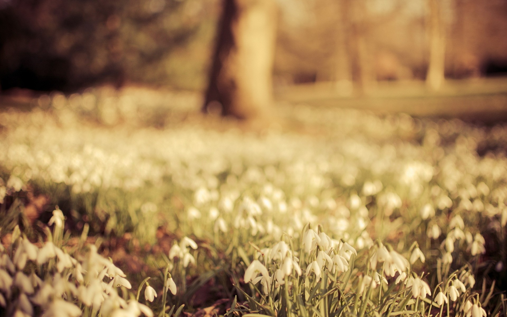 Early Spring Wallpapers - Wallpaper , HD Wallpaper & Backgrounds