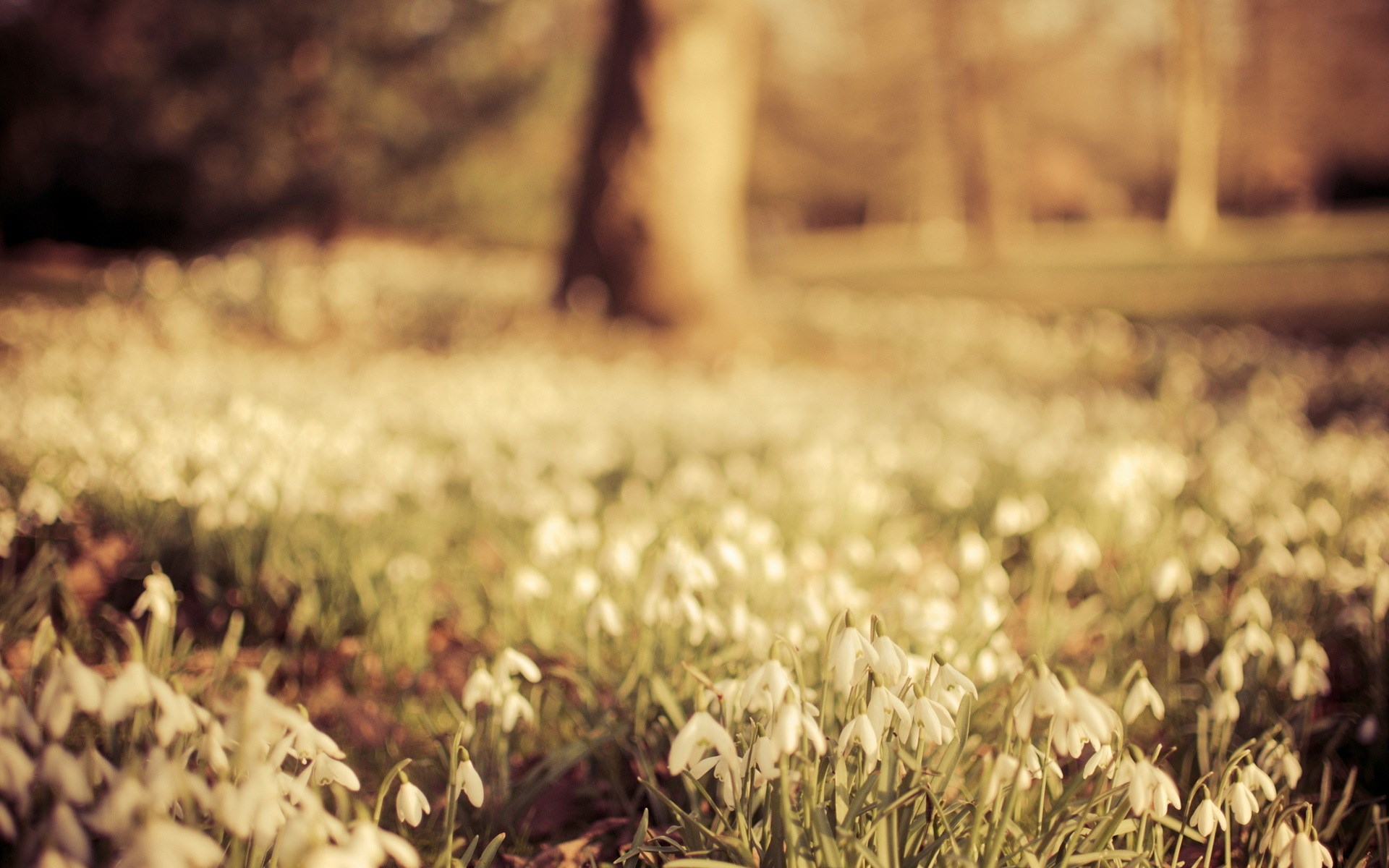 Early Spring Wallpapers Wallpaper Hd Wallpaper Backgrounds Download