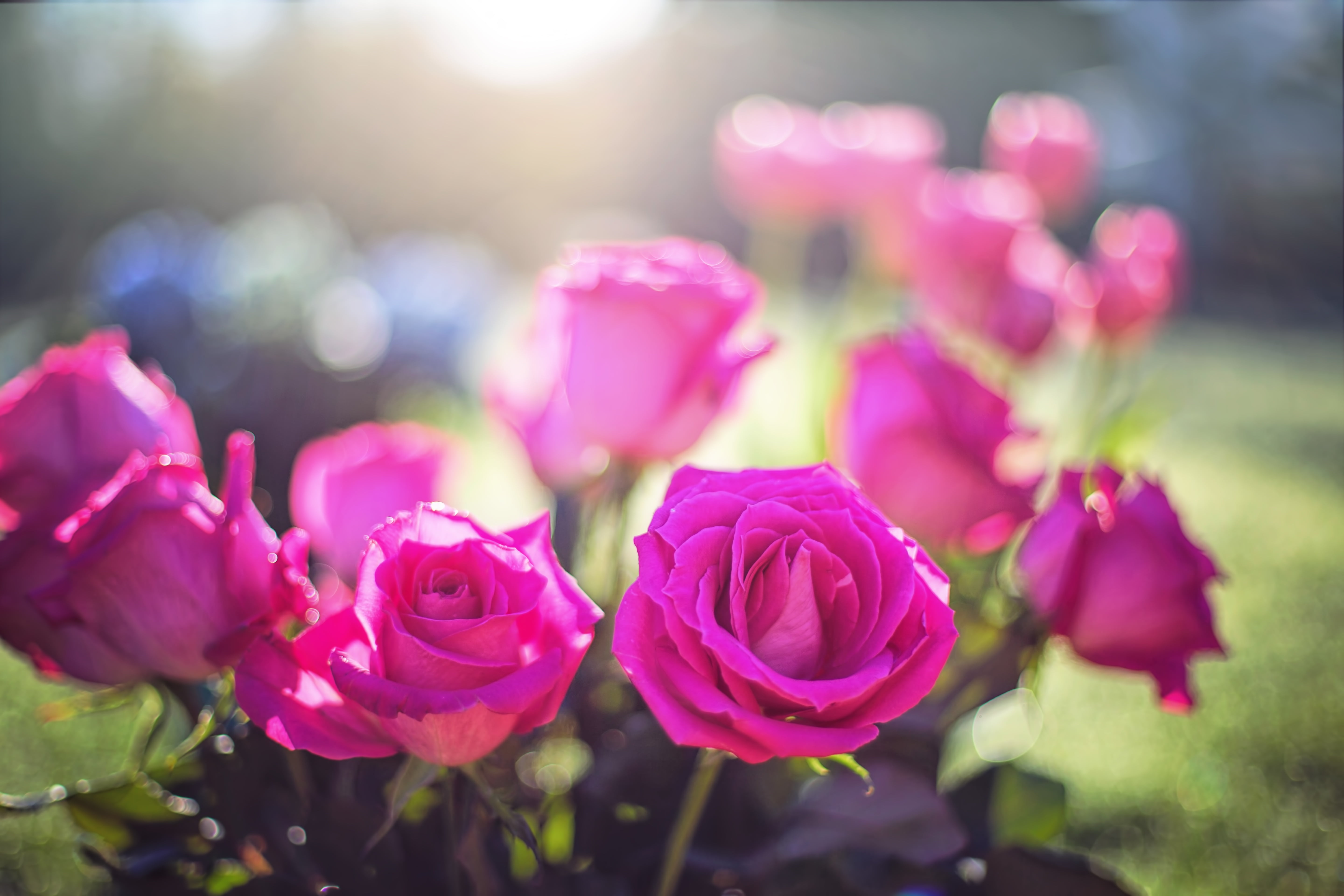 Pink Flowers, Roses, Buds, Light, Nature, Plant, Pink - Latest Good Morning Image 2019 , HD Wallpaper & Backgrounds