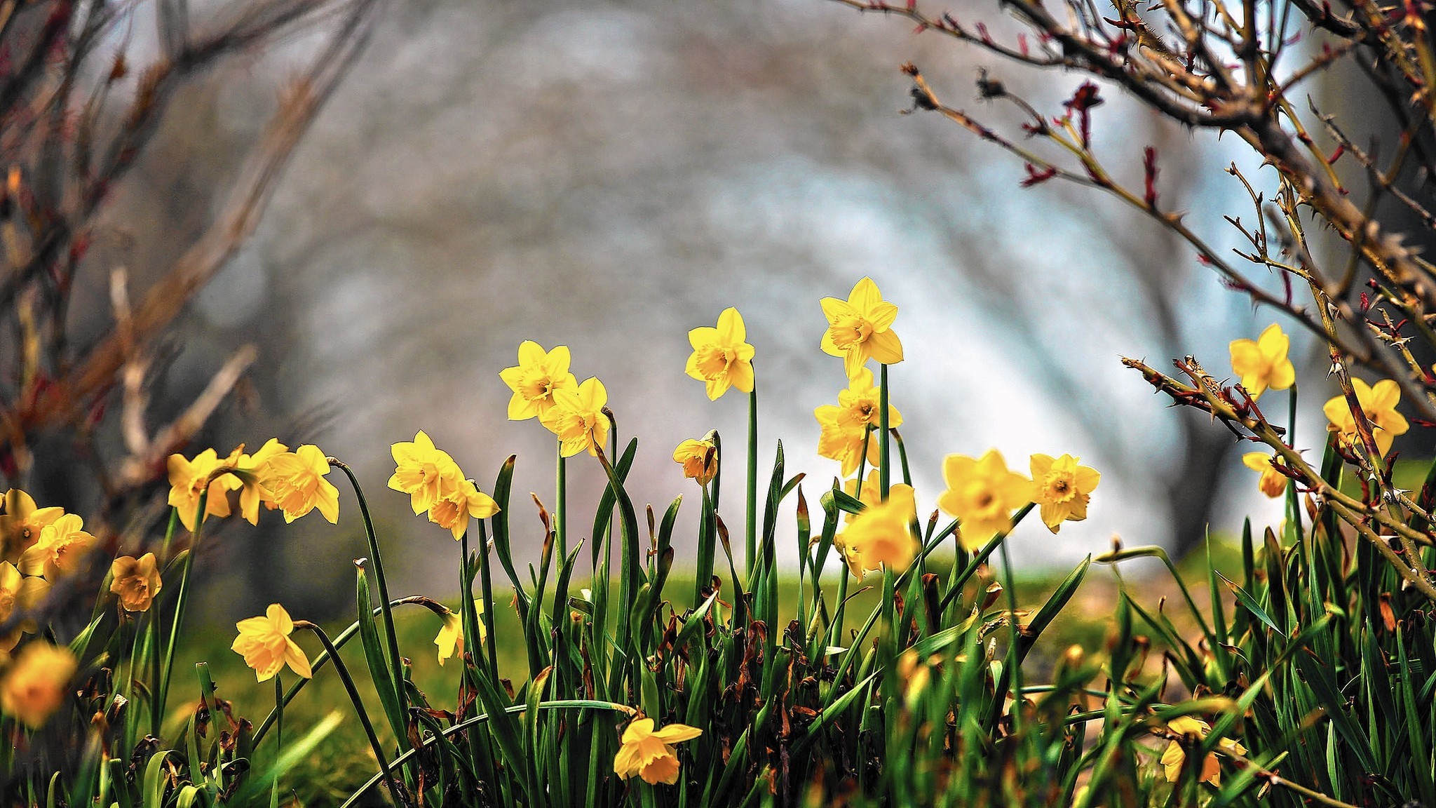 What Are The Effects Of Early Spring Weather Early Spring Hd Wallpaper Backgrounds Download