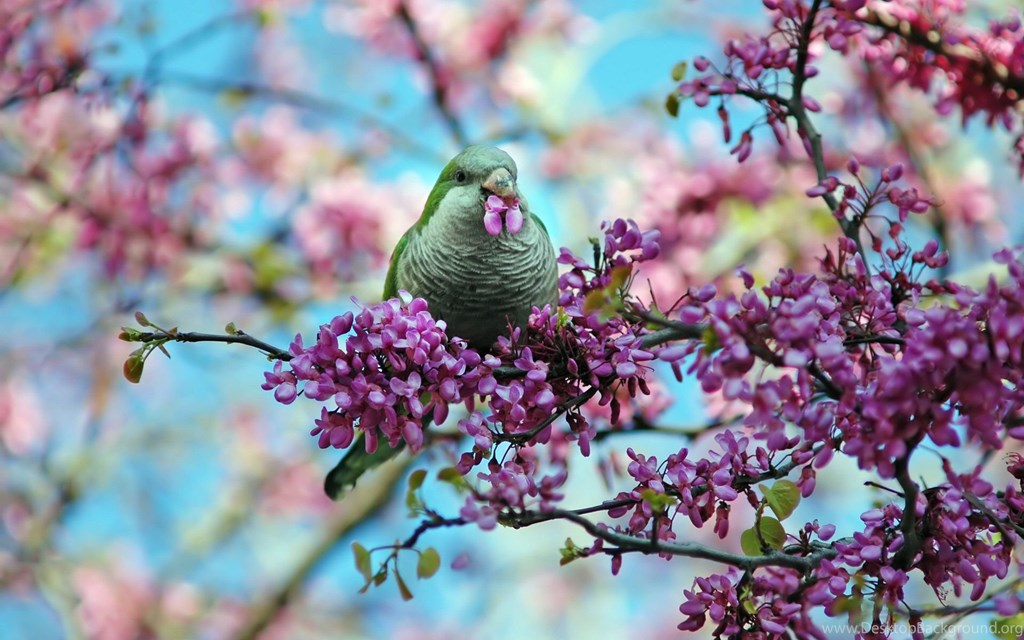 Beautiful Spring Wallpapers Photos Of Feel Spring Atmosphere - Spring Flowers And Birds , HD Wallpaper & Backgrounds