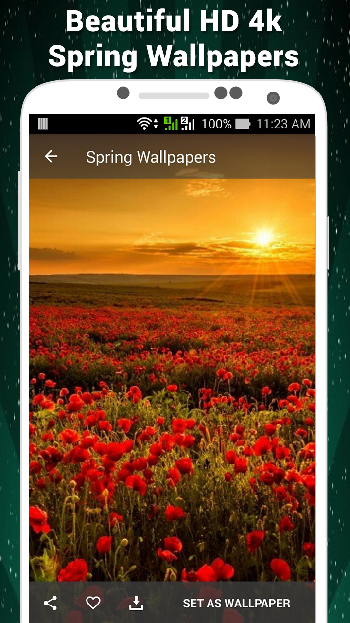 Mohnblumen Sonnenuntergang , HD Wallpaper & Backgrounds