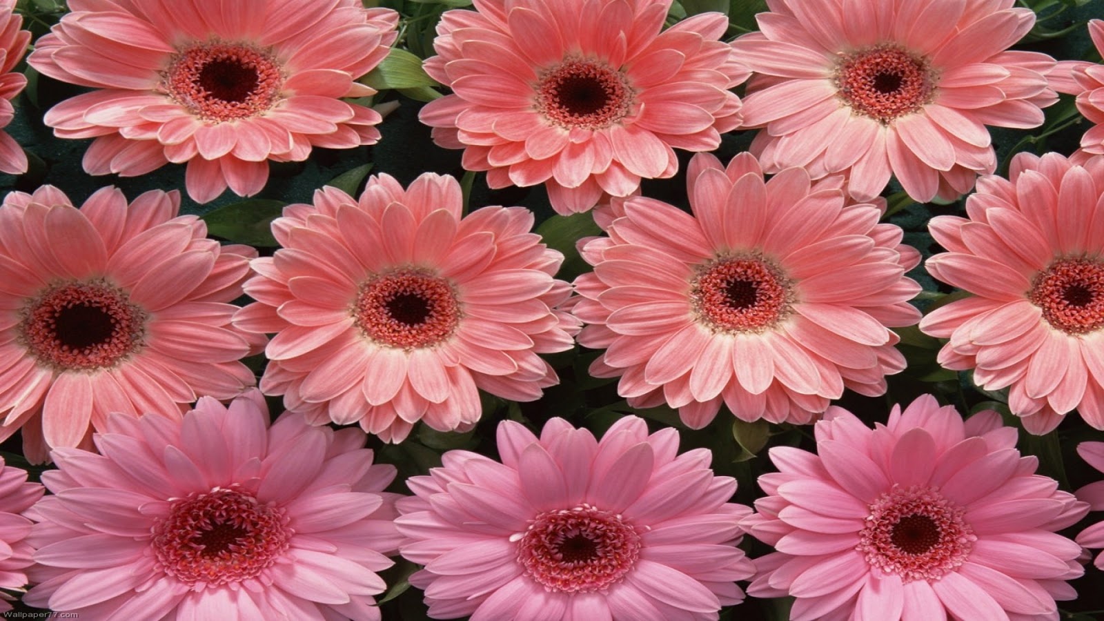 Download Light Pink Gerbera Flowers Wallpaper - Facebook Banner Flower ...