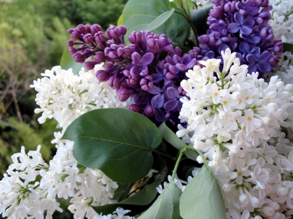 Spring Flowers Branches Flowering Flower Lilac Wallpaper - Весенние Обои На Рабочий Стол Весна , HD Wallpaper & Backgrounds