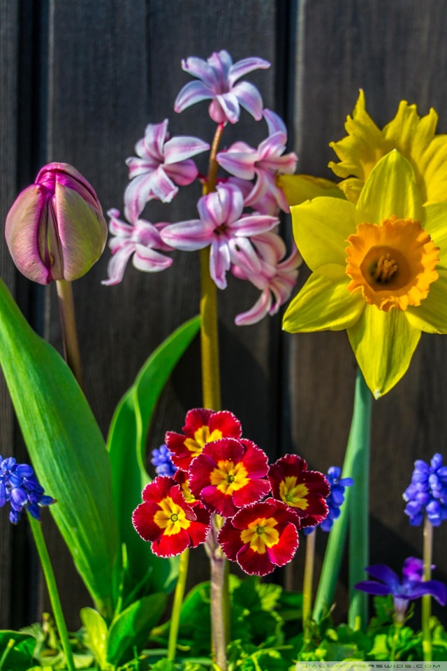 Spring Flowers Background 4k Hd Desktop Wallpaper For - Spring Flowers Iphone Background , HD Wallpaper & Backgrounds