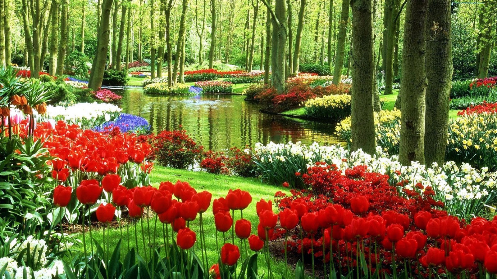Beautiful Spring Wallpaper - Keukenhof Gardens , HD Wallpaper & Backgrounds