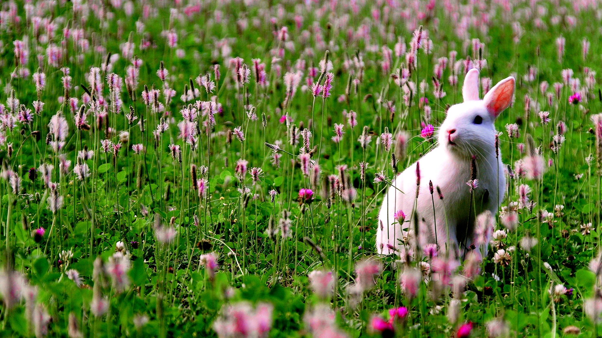 Early Spring Wallpaper Backgrounds - Bunnies In A Field , HD Wallpaper & Backgrounds