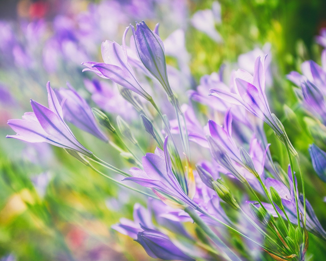 Download Purple Flowers Edible, Purple Flowers Early - Spring Wallpaper For Imac , HD Wallpaper & Backgrounds