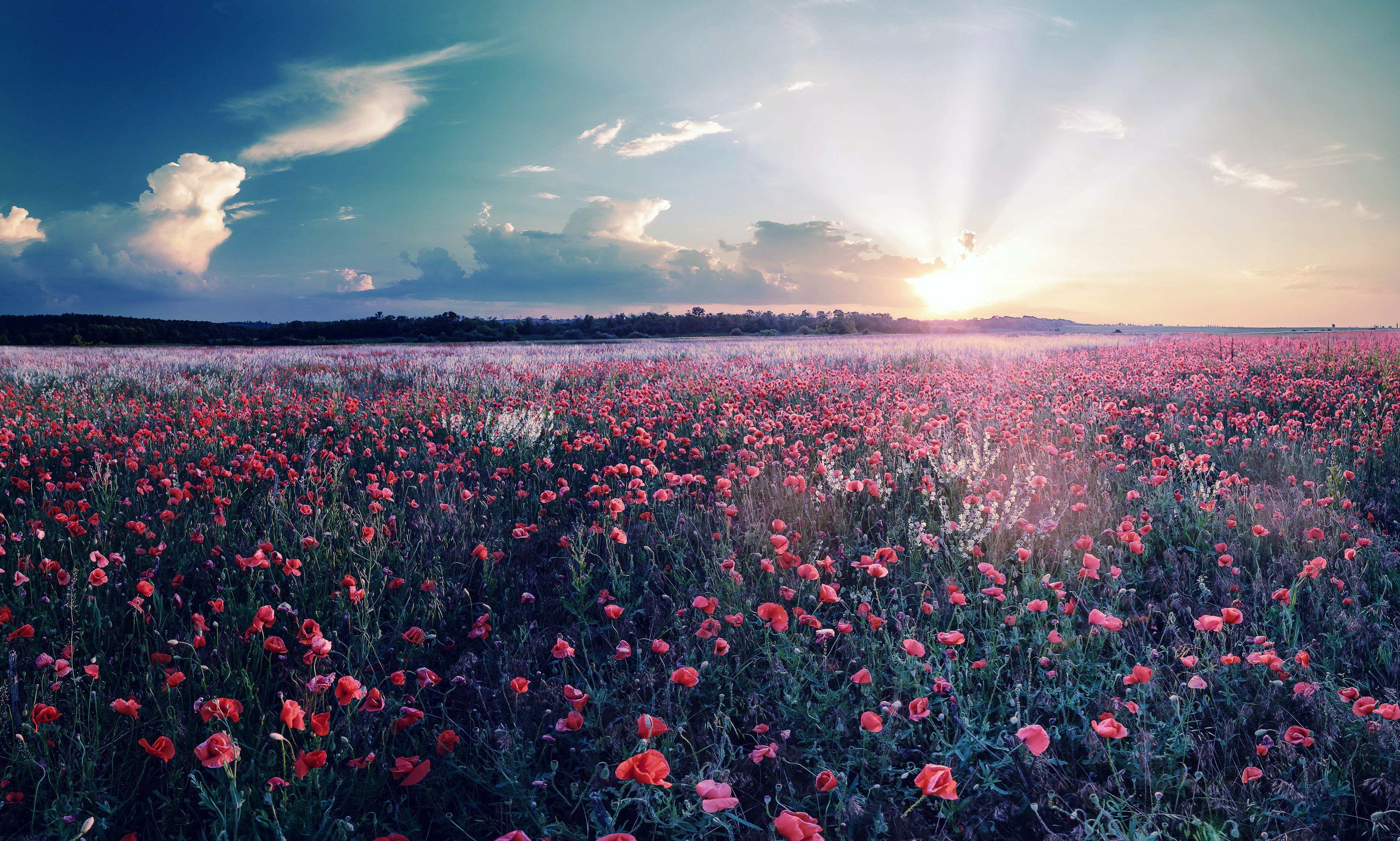 Flowers Field Landscape Sunrise Spring Wallpaper, 3d - Nature Wallpaper Hd Iphone , HD Wallpaper & Backgrounds